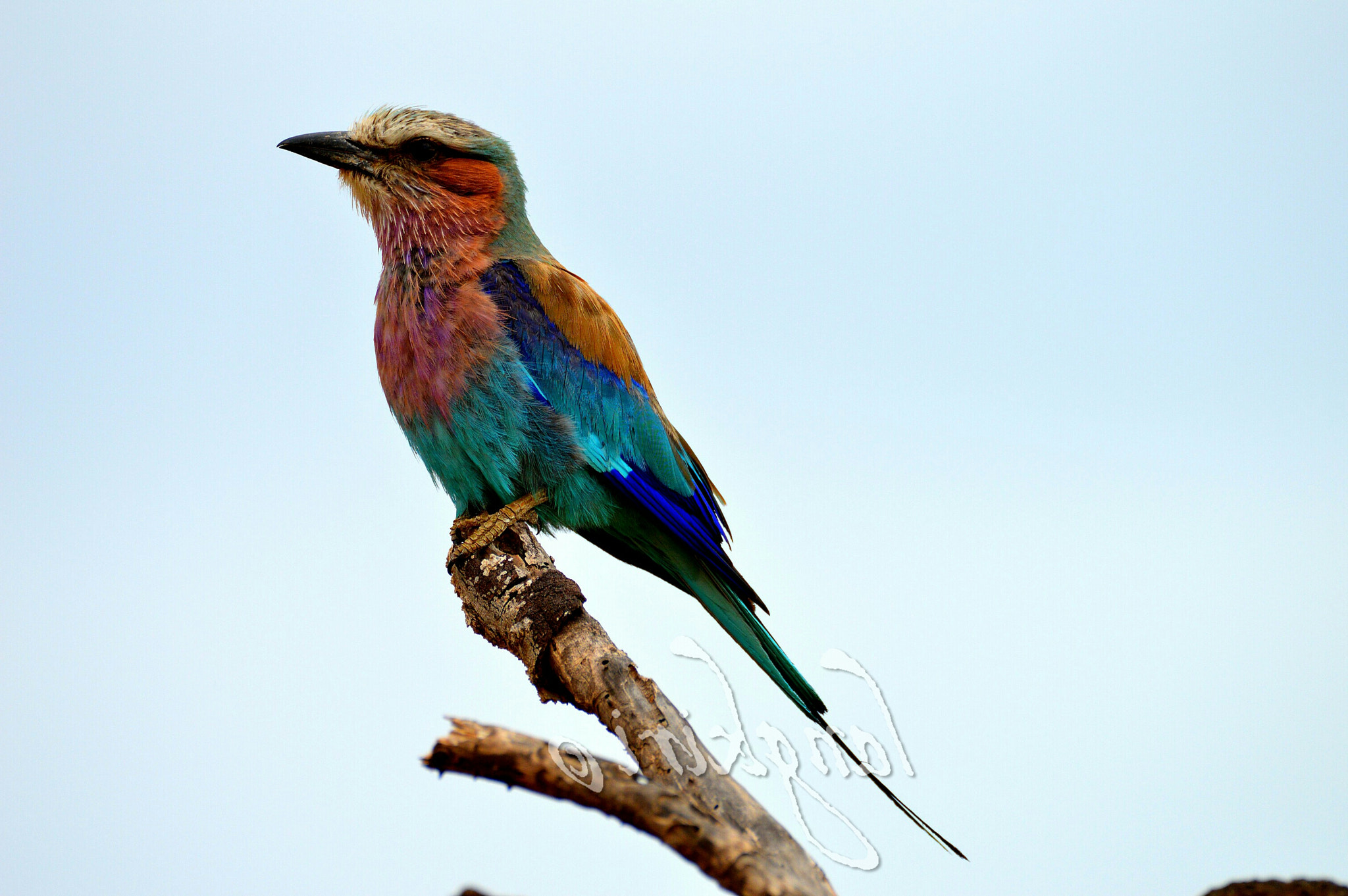 Sigma 150-600mm F5-6.3 DG OS HSM | C sample photo. Rolling along photography