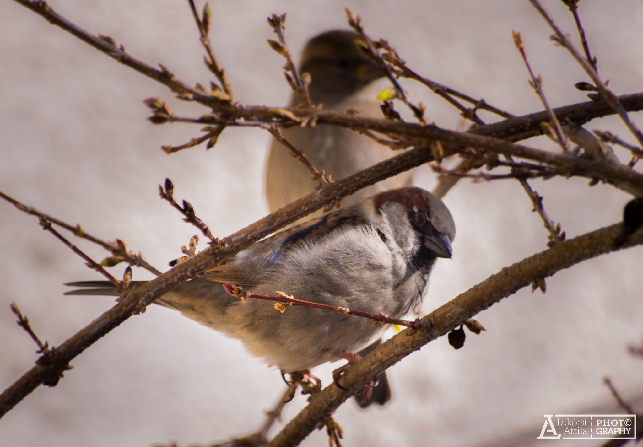 Olympus Zuiko Digital ED 70-300mm F4.0-5.6 sample photo. The spring is coming photography
