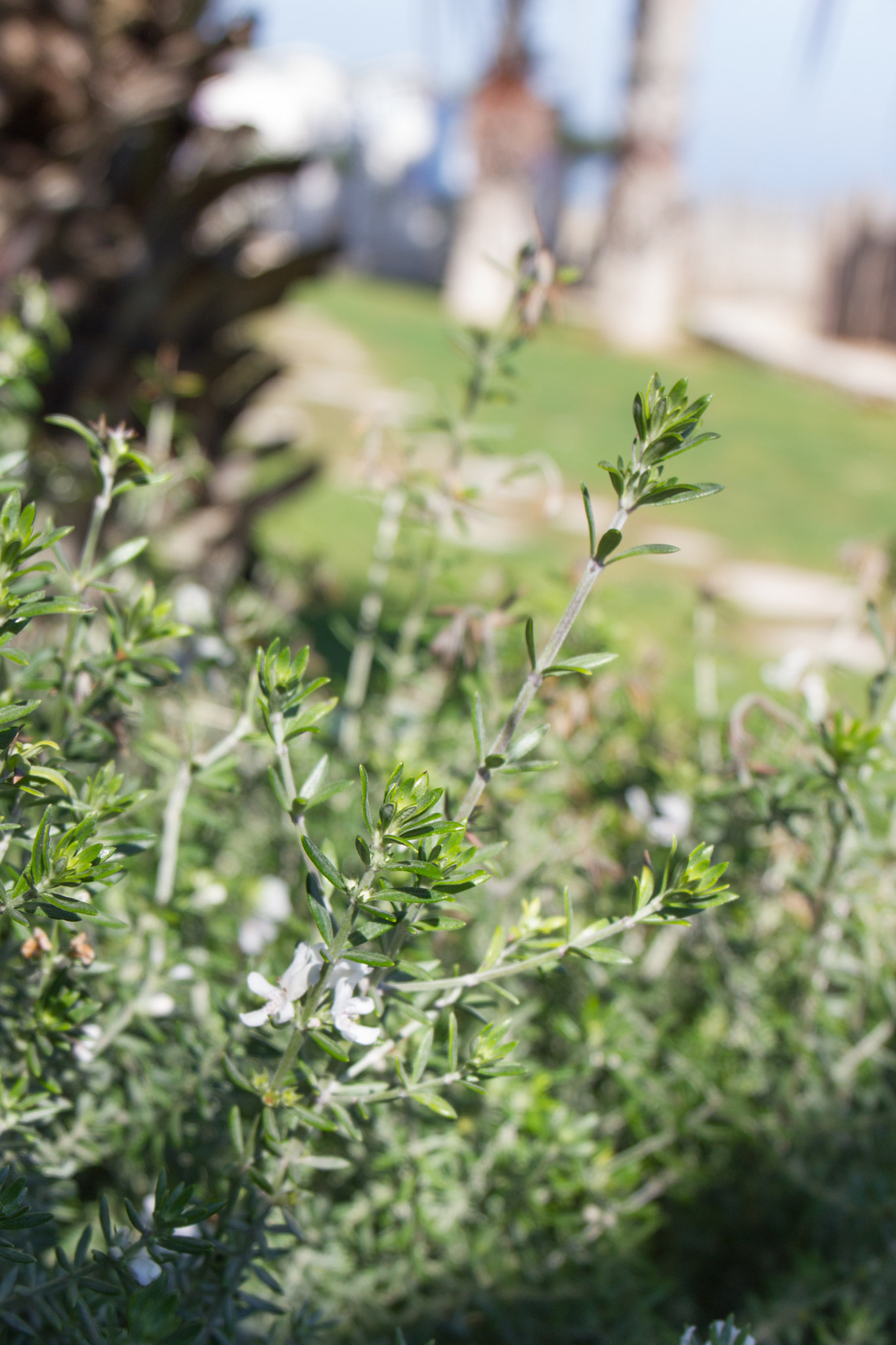 Canon EF 24-70mm F4L IS USM sample photo. Lungomare photography