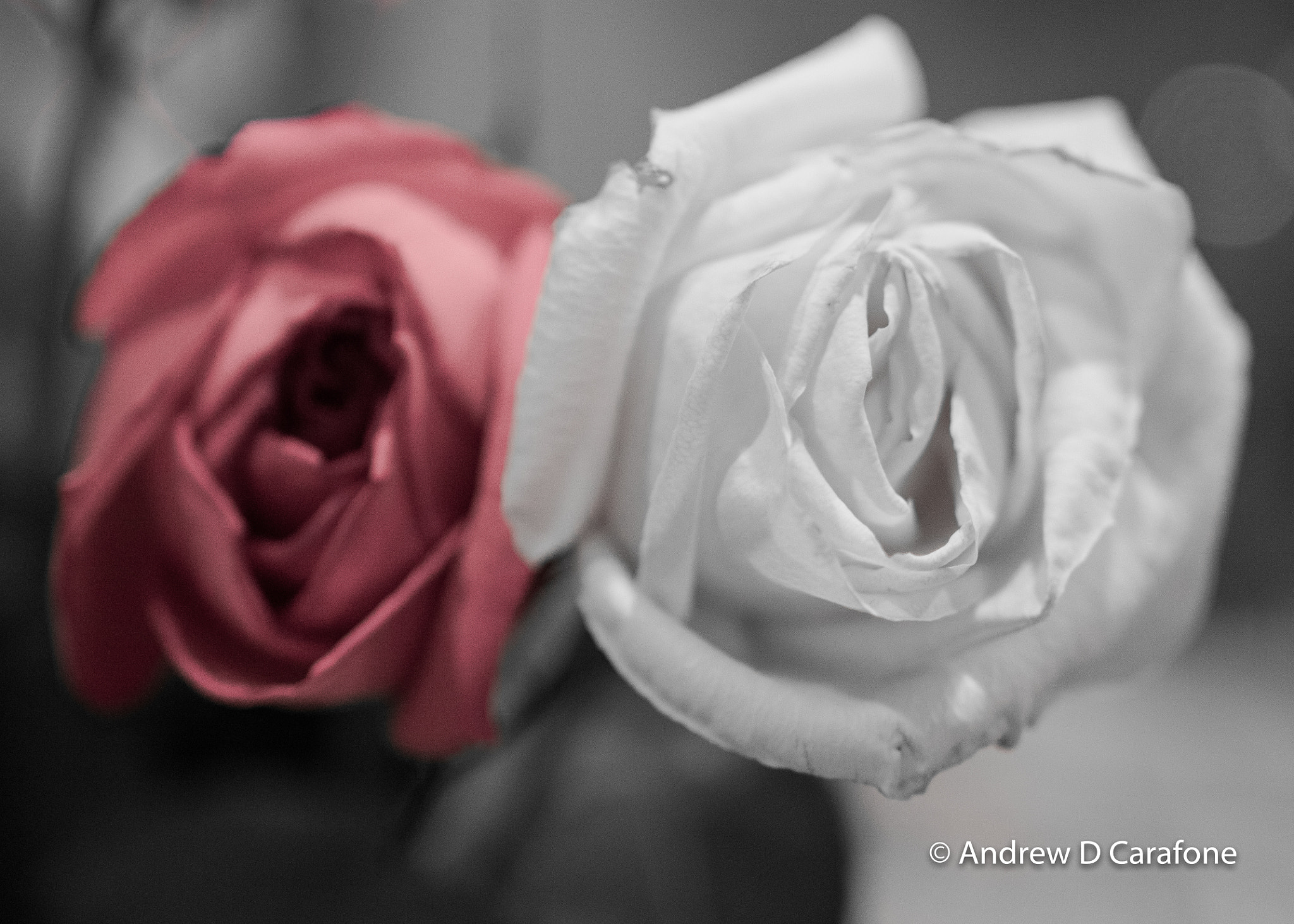 Tamron SP 35mm F1.8 Di VC USD sample photo. Valentine's roses photography