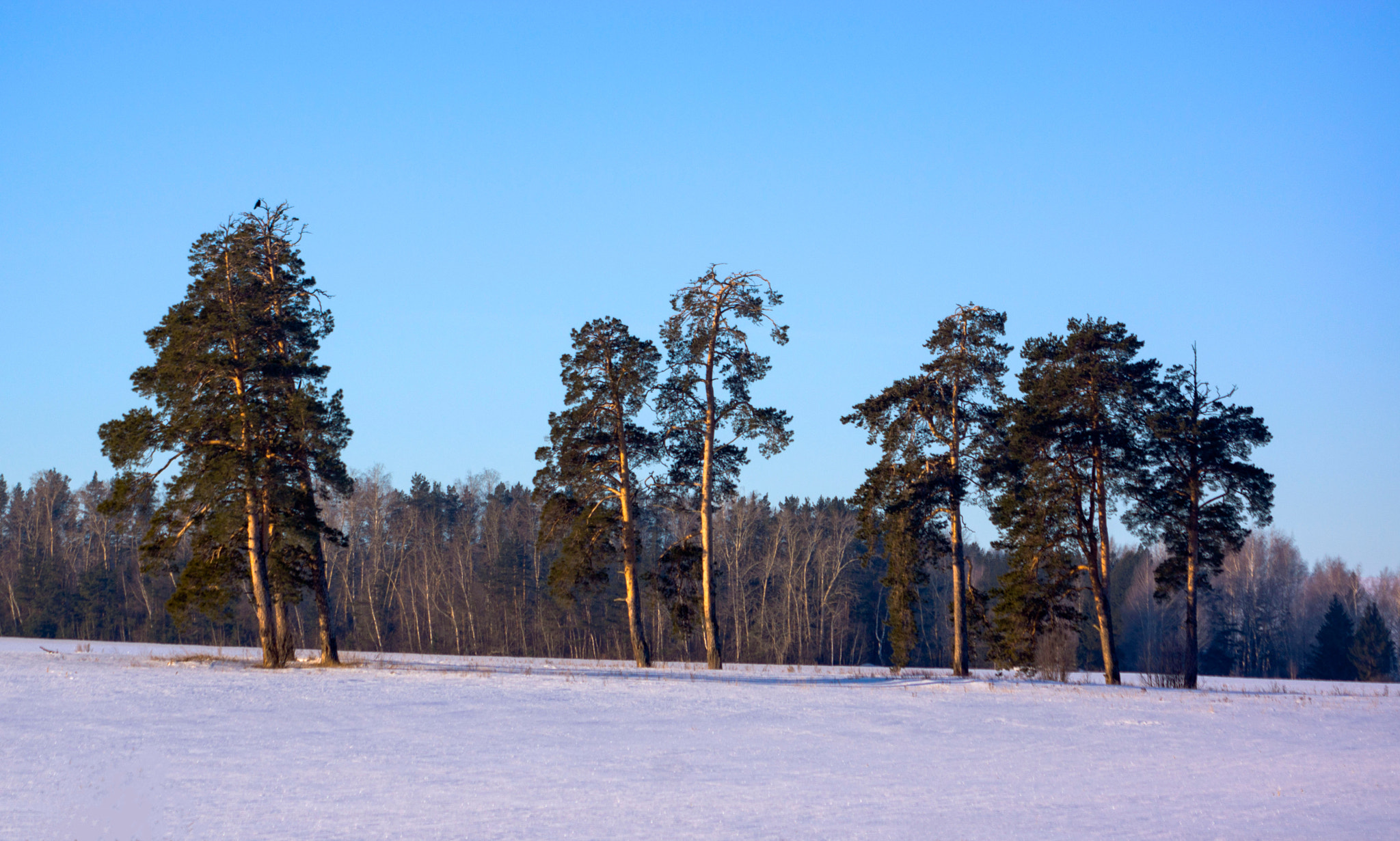 Sony SLT-A77 + Sigma 30mm F1.4 EX DC HSM sample photo. Sunny day photography