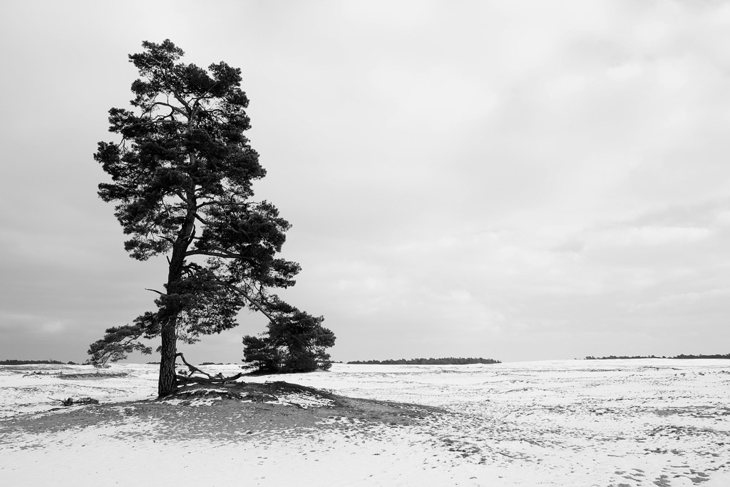 Sigma 18-125mm F3.8-5.6 DC OS HSM sample photo. Eenzaam photography