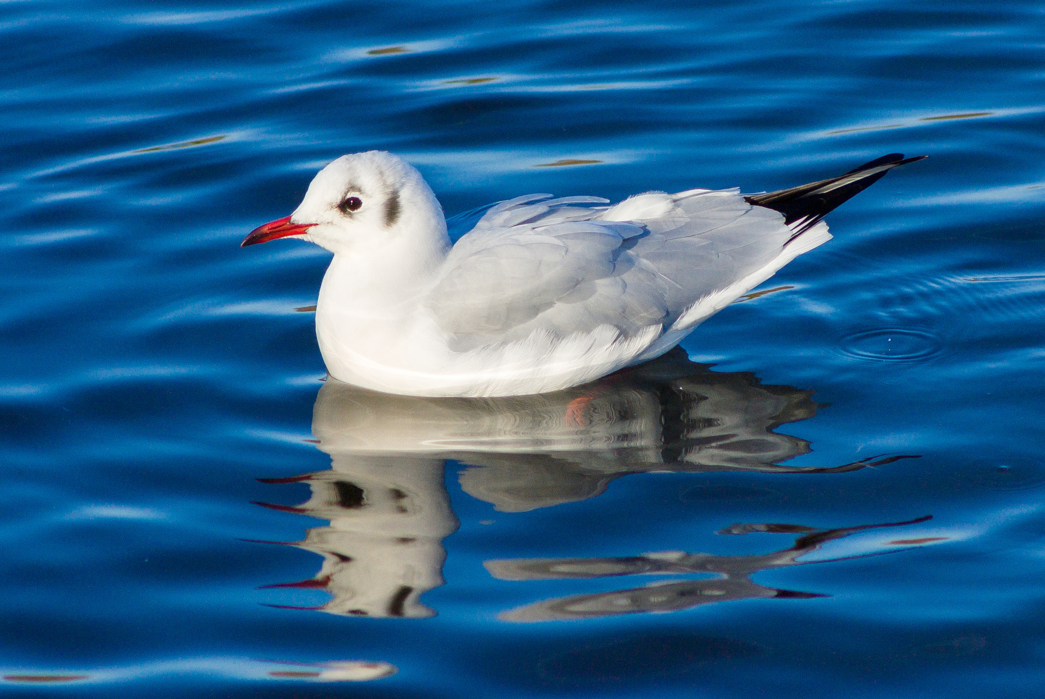 Sony Alpha DSLR-A300 sample photo. Black headed gull on water photography