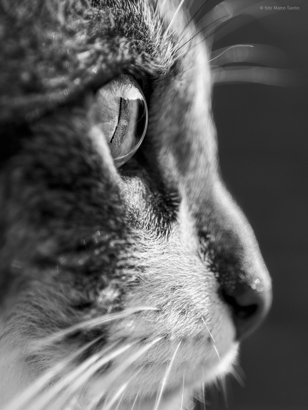 Nikon D810 + AF Micro-Nikkor 105mm f/2.8 sample photo. Choby photography