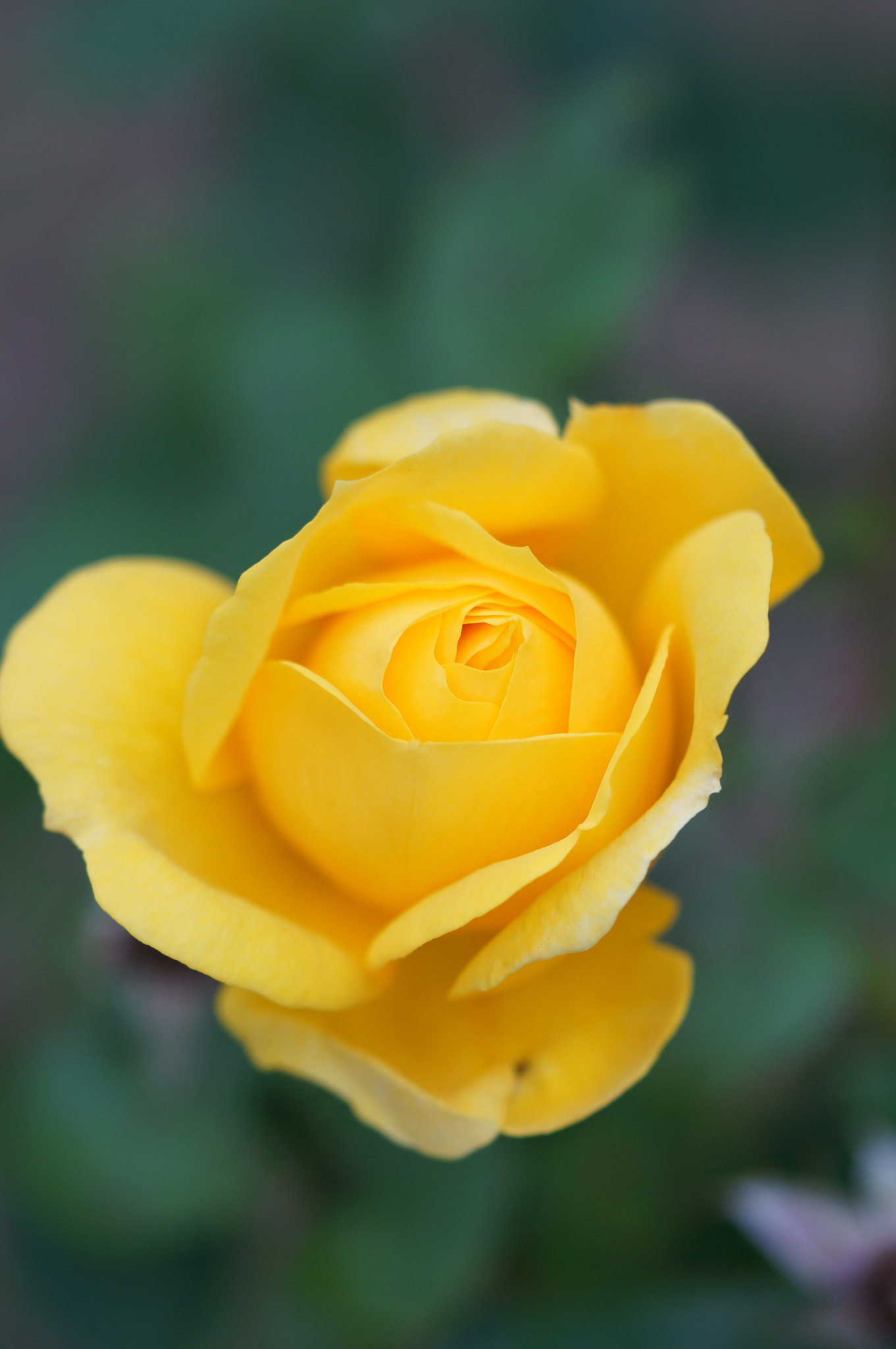 Sony Alpha NEX-6 + Sony FE 90mm F2.8 Macro G OSS sample photo. Rose photography