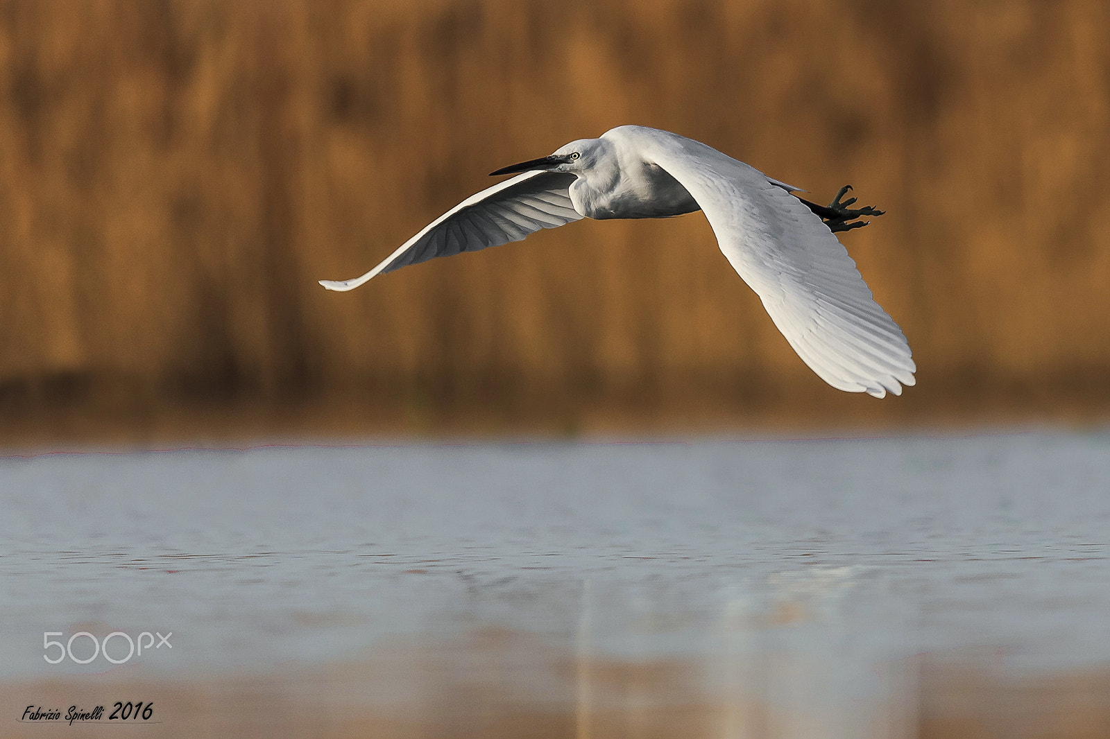Sigma 150-600mm F5-6.3 DG OS HSM | C sample photo. Garzetta photography
