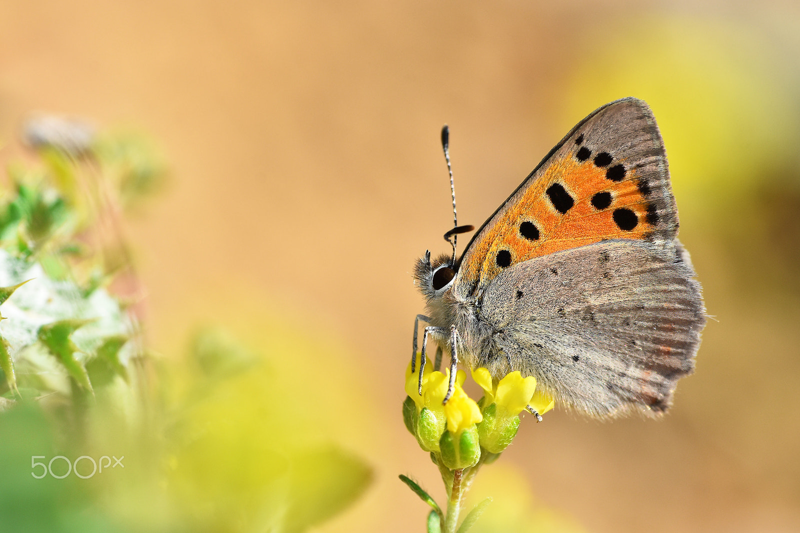 Nikon D7200 + Nikon AF Nikkor 20mm F2.8D sample photo. Lycaena phlaeas photography