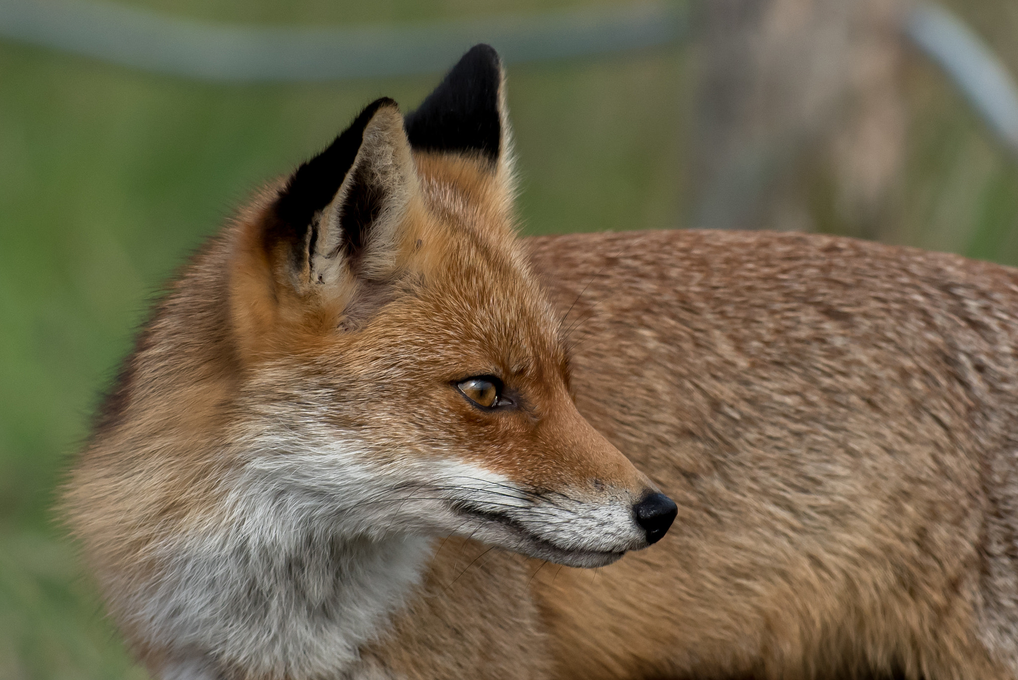 Nikon AF-S Nikkor 300mm F2.8G ED VR II sample photo. Renard roux photography