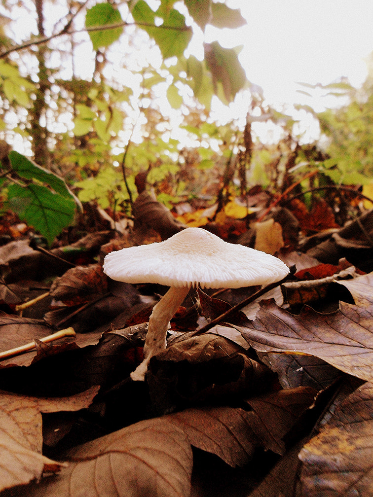 Samsung ES70, ES71 / VLUU ES70, ES71 /  SL600 sample photo. Mushroom photography