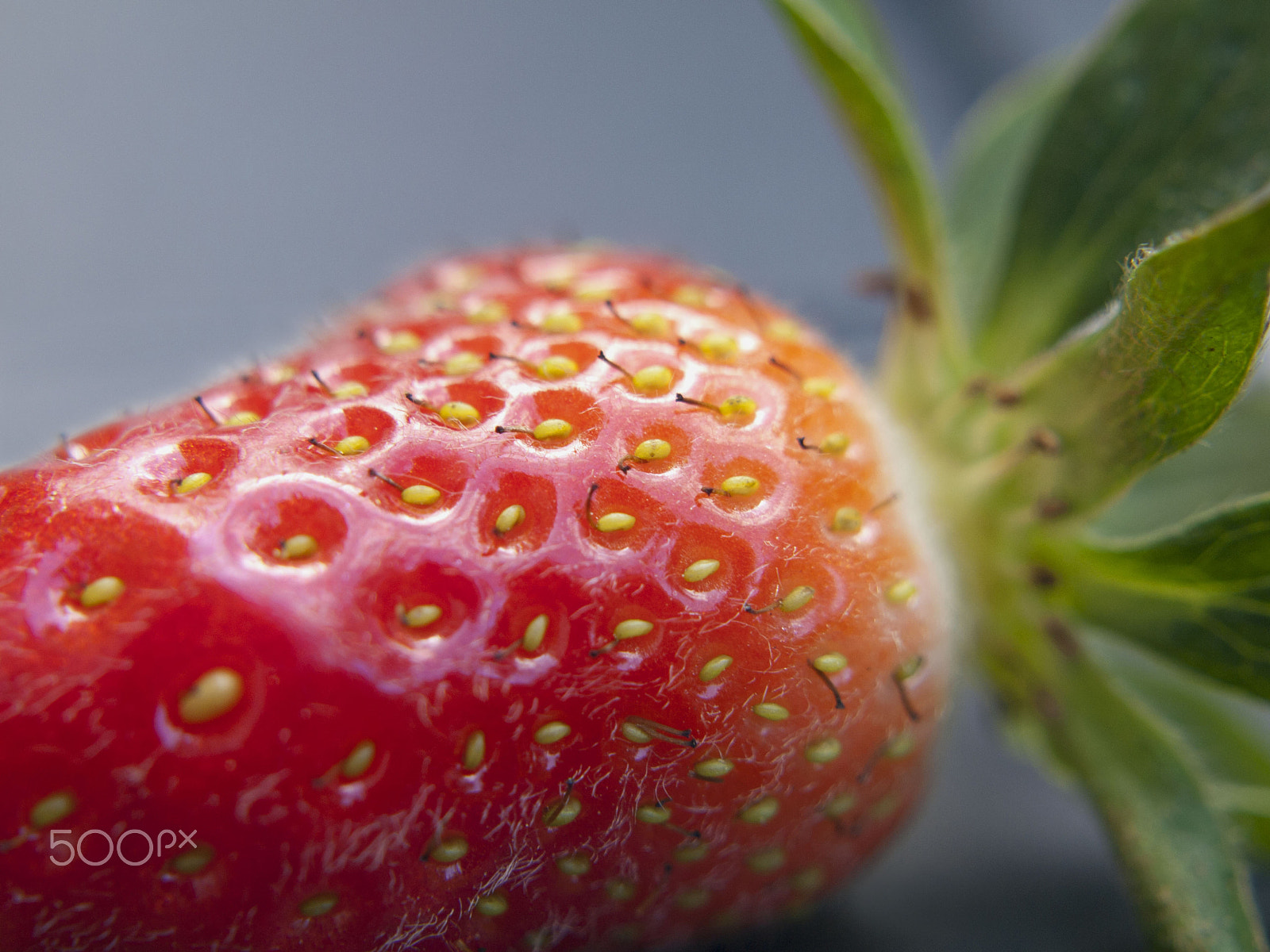 Olympus E-520 (EVOLT E-520) + Olympus Zuiko Digital 17.5-45mm F3.5-5.6 sample photo. Strawberry closeup photography