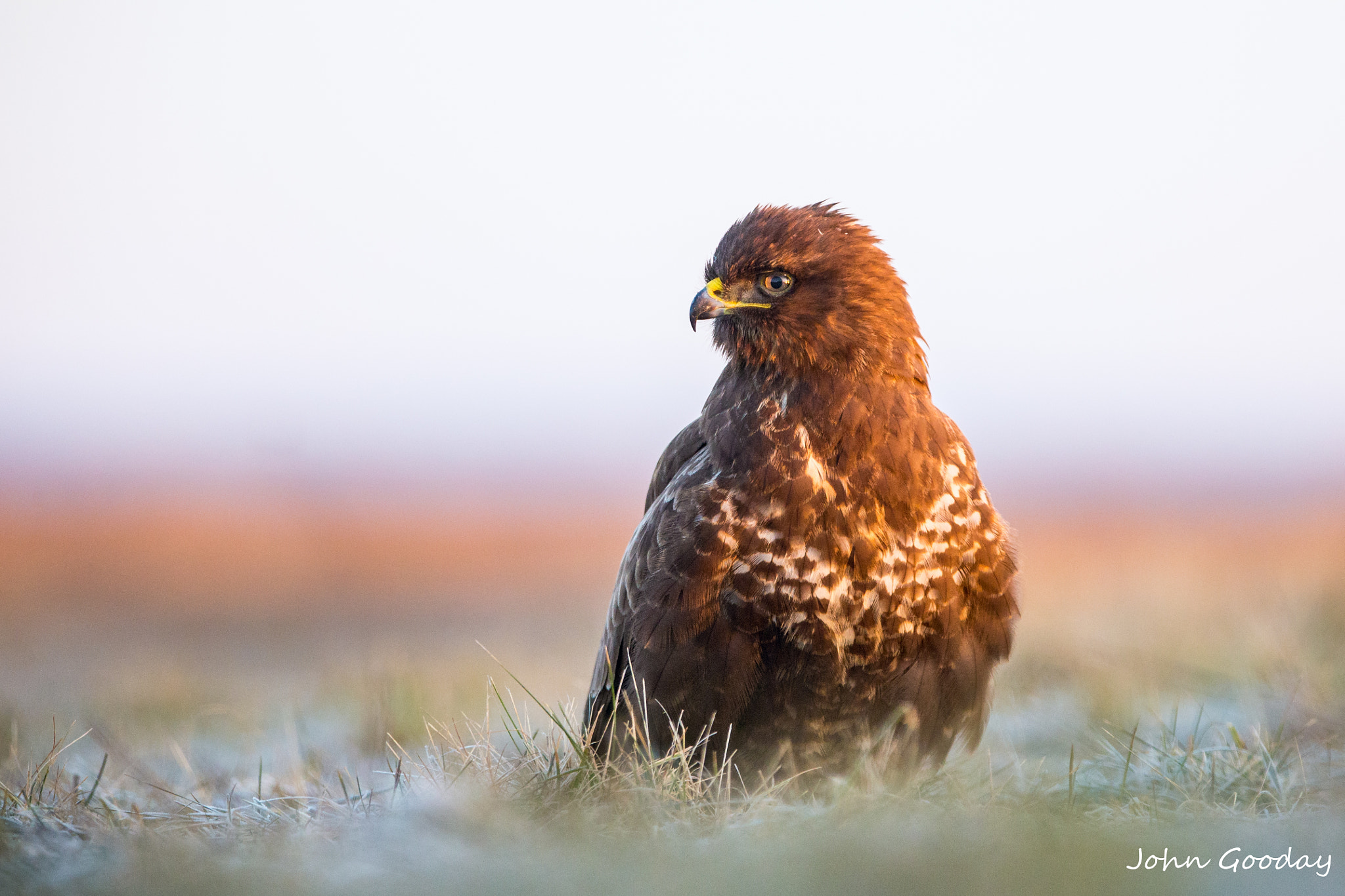 Canon EF 300mm F2.8L IS USM sample photo. Early morning photography