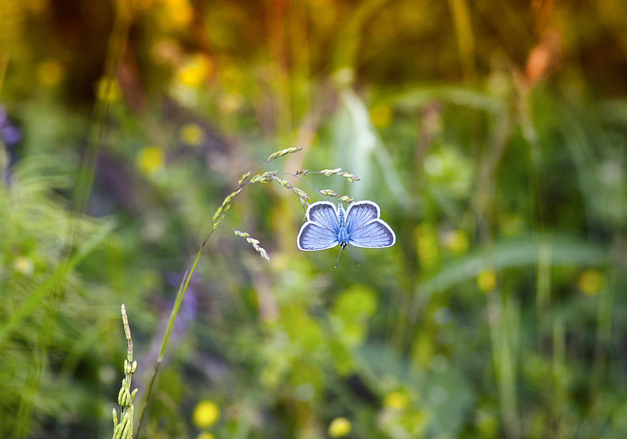 Nikon D70 sample photo. Head down photography