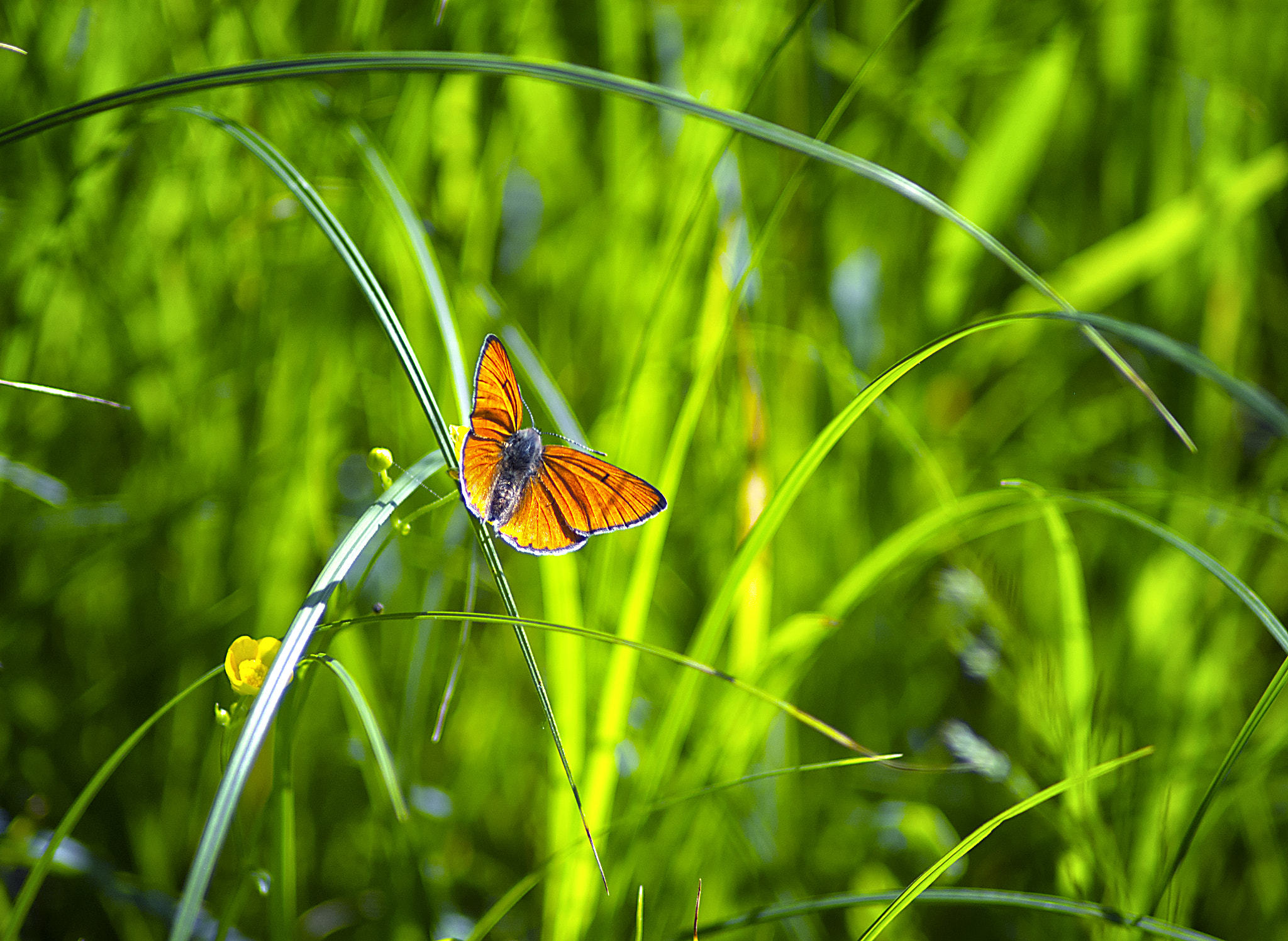 Nikon D70 sample photo. Red beauty photography