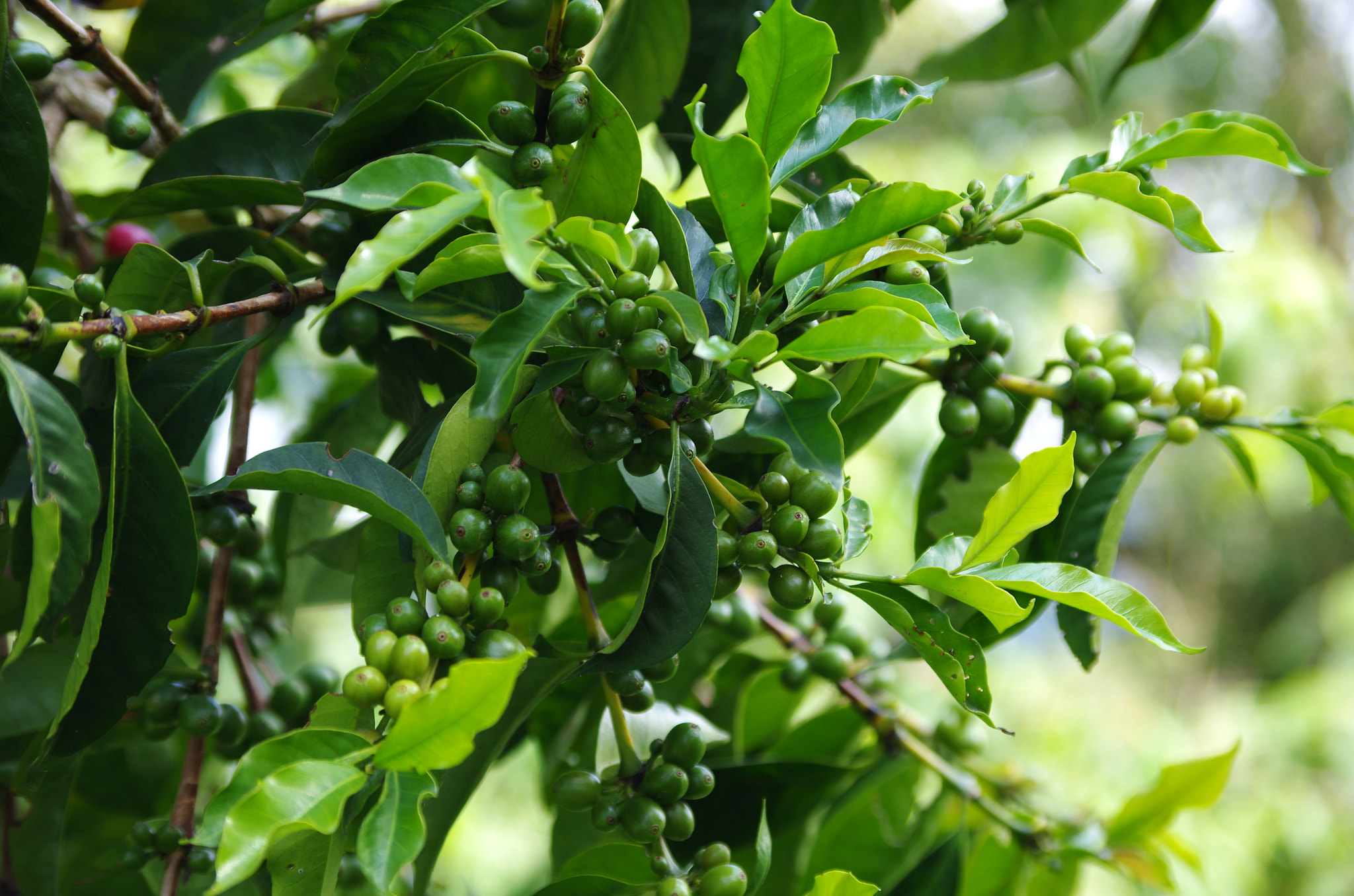 Pentax smc DA 50-200mm F4-5.6 ED sample photo. Colombia, coffee photography