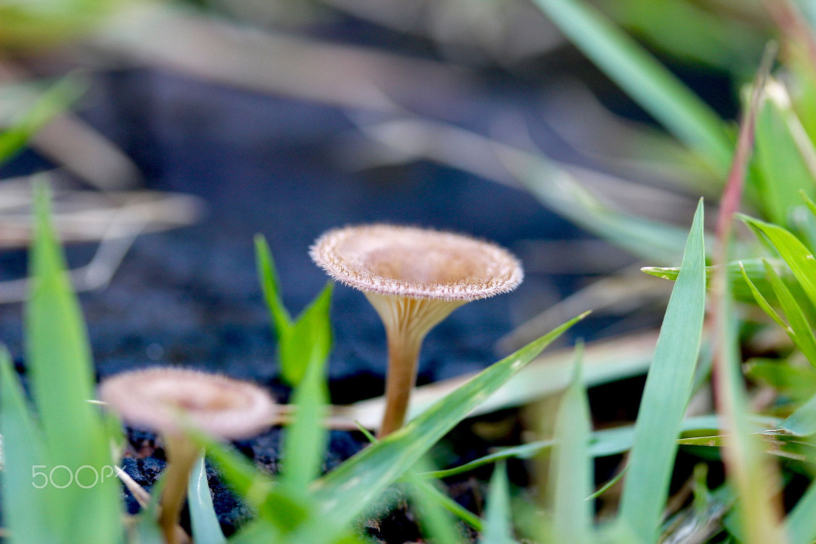 Canon EF-S 60mm F2.8 Macro USM sample photo. Mini mushroom 1 photography