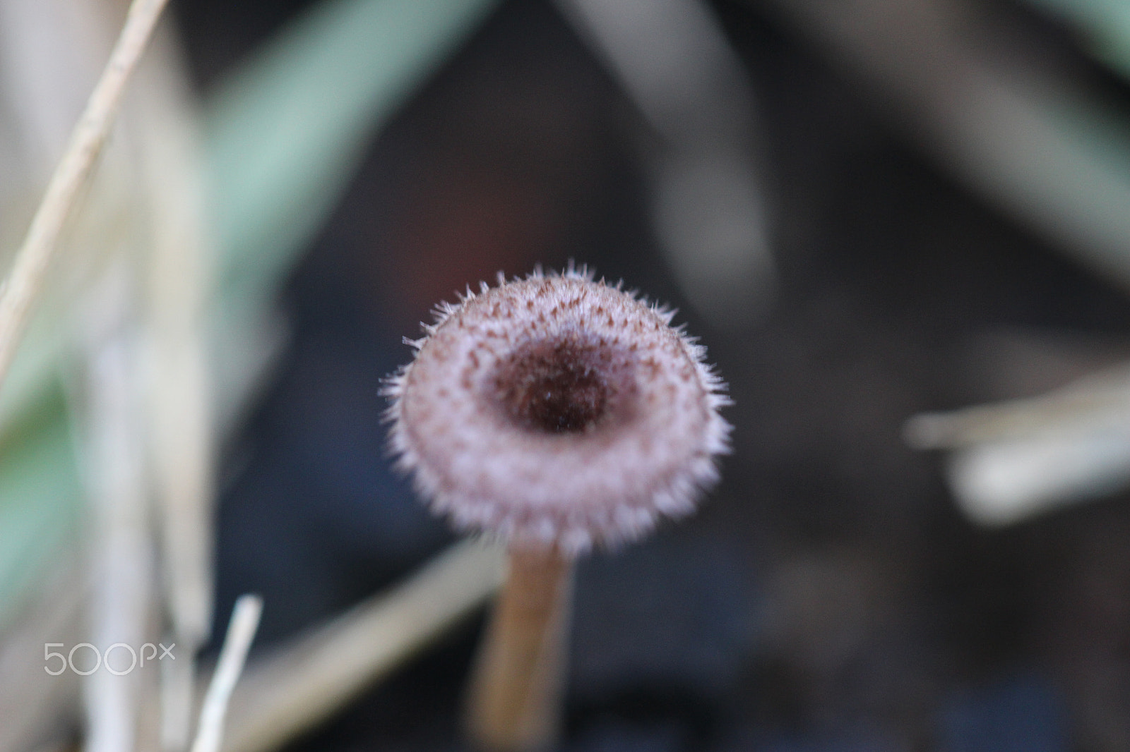 Canon EF-S 60mm F2.8 Macro USM sample photo. Mini mushroom 3 photography