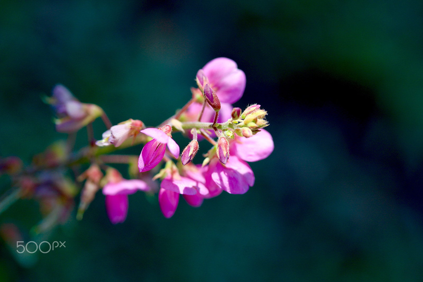 Canon EF-S 60mm F2.8 Macro USM sample photo. Pink tinny flower photography