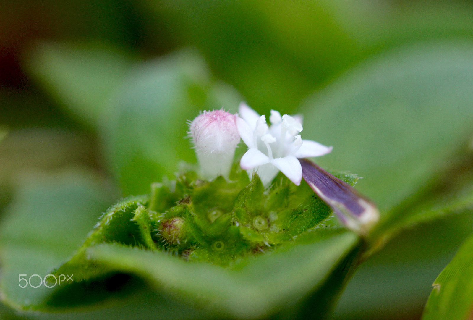 Canon EF-S 60mm F2.8 Macro USM sample photo. Tinny flower photography
