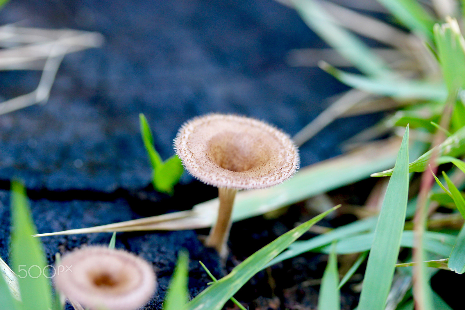 Canon EF-S 60mm F2.8 Macro USM sample photo. Mini mushroom 2 photography
