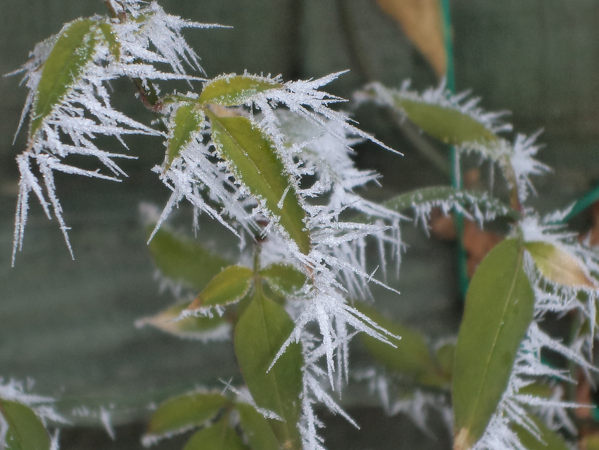 Sony DSC-W520 sample photo. Frost needles photography