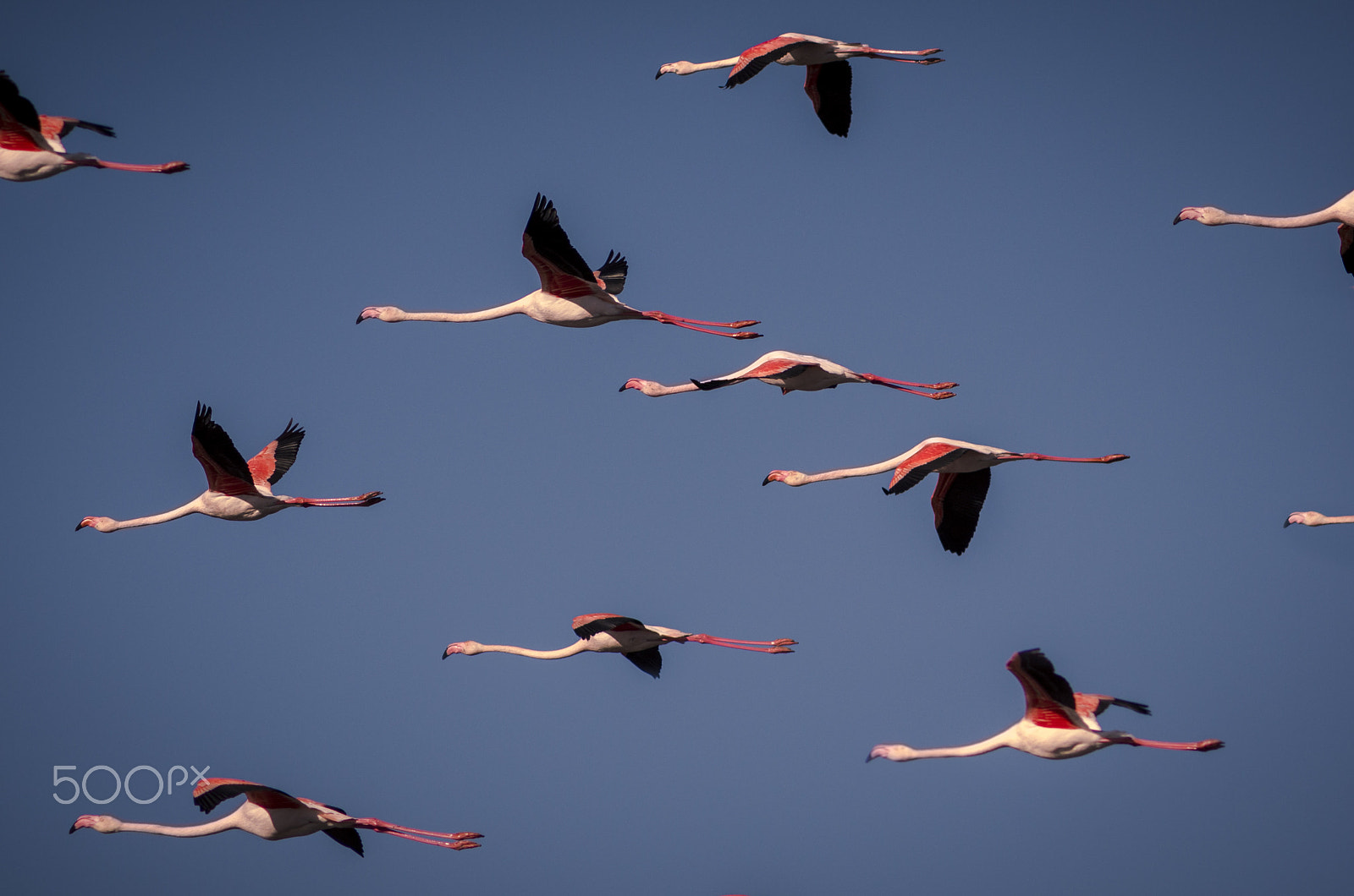 Pentax smc DA* 200mm F2.8 ED (IF) SDM sample photo. Flamingos race photography