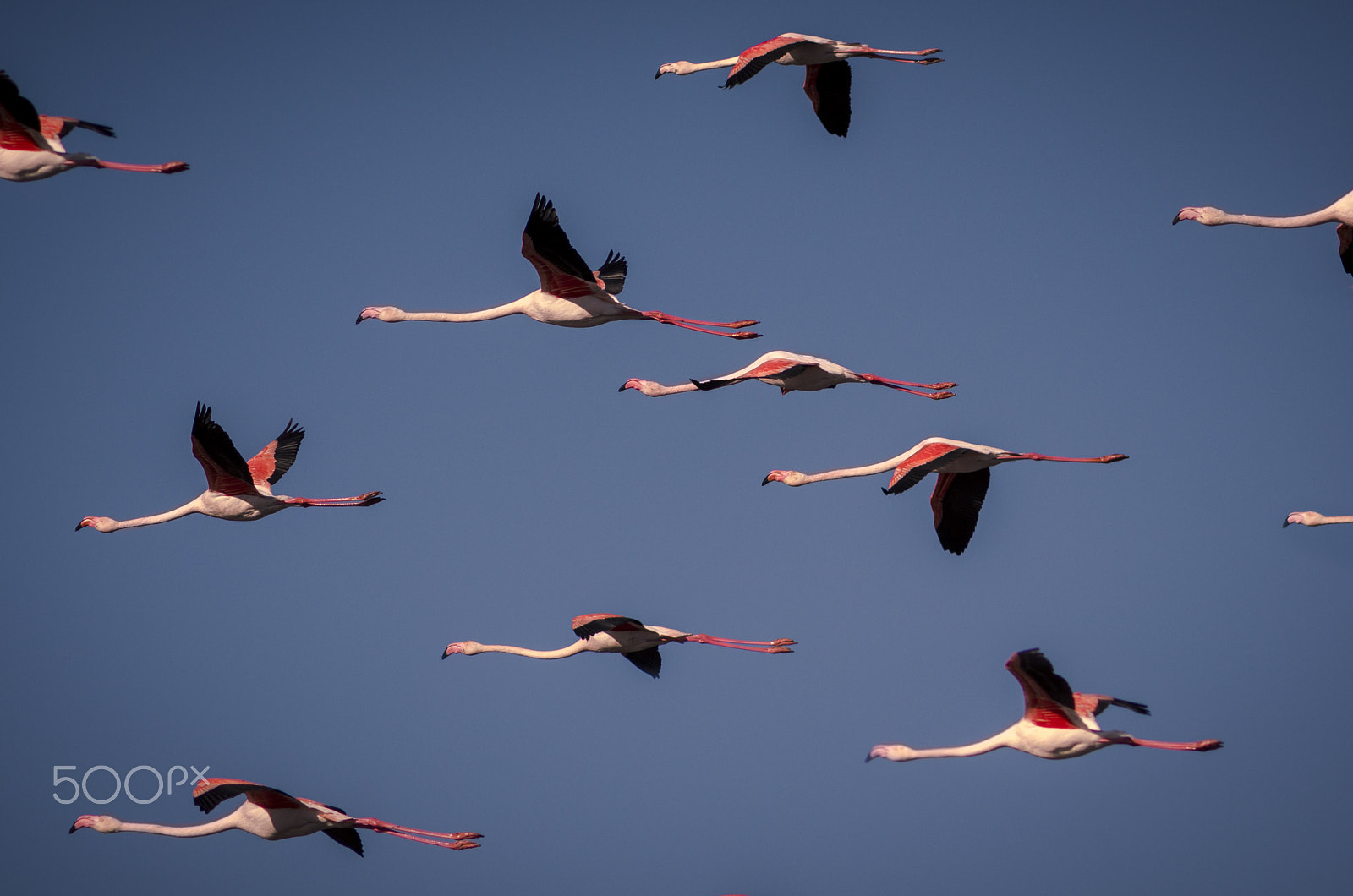 Pentax K-5 IIs + Pentax smc DA* 200mm F2.8 ED (IF) SDM sample photo. Flamingos race photography