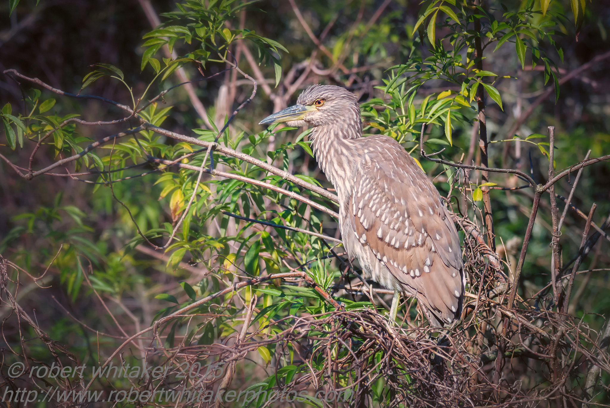 Nikon 1 V1 + Nikon 1 Nikkor VR 70-300mm F4.5-5.6 sample photo. Yellow crowned night heron juvenile photography