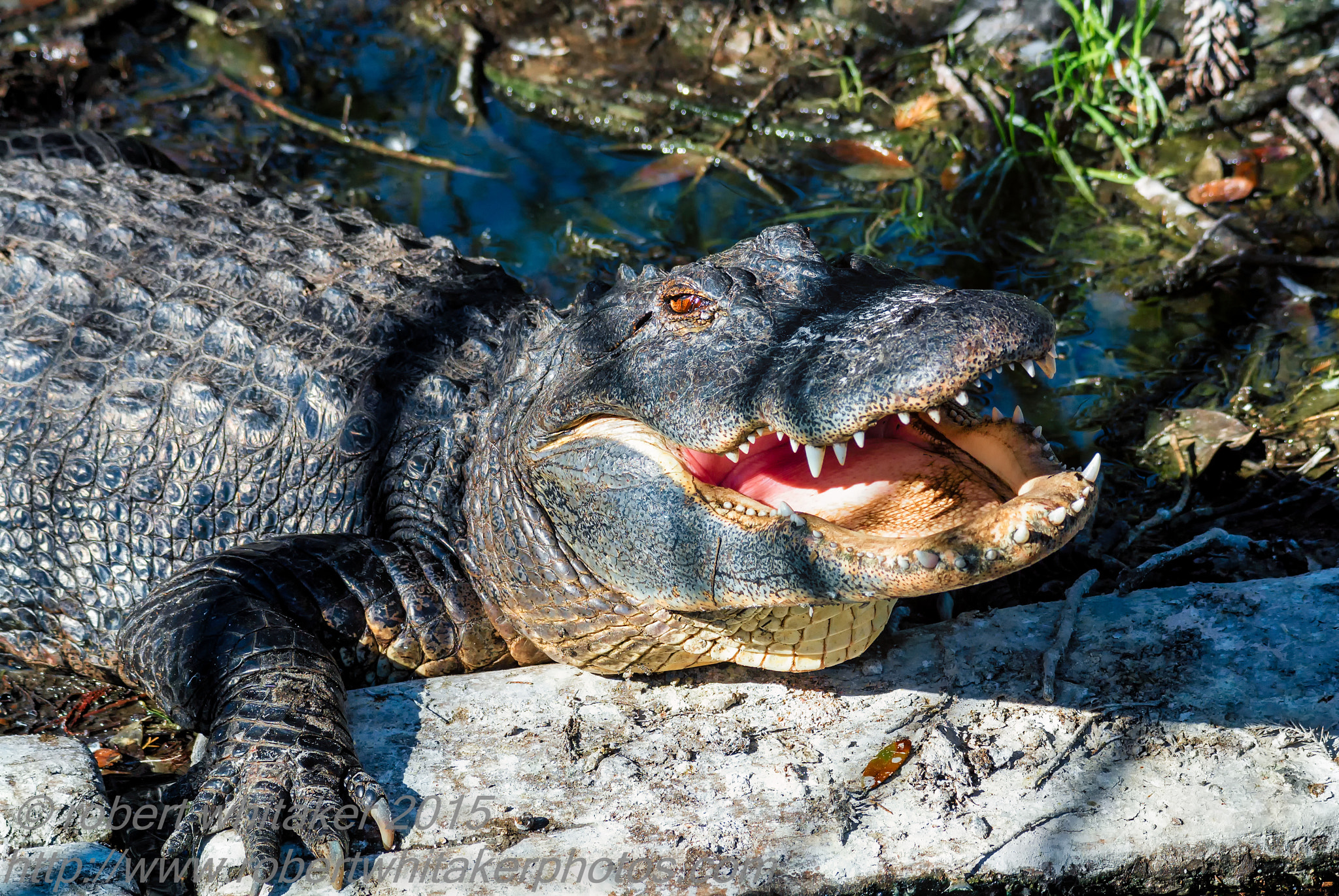 Nikon 1 Nikkor VR 70-300mm F4.5-5.6 sample photo. American alligator photography