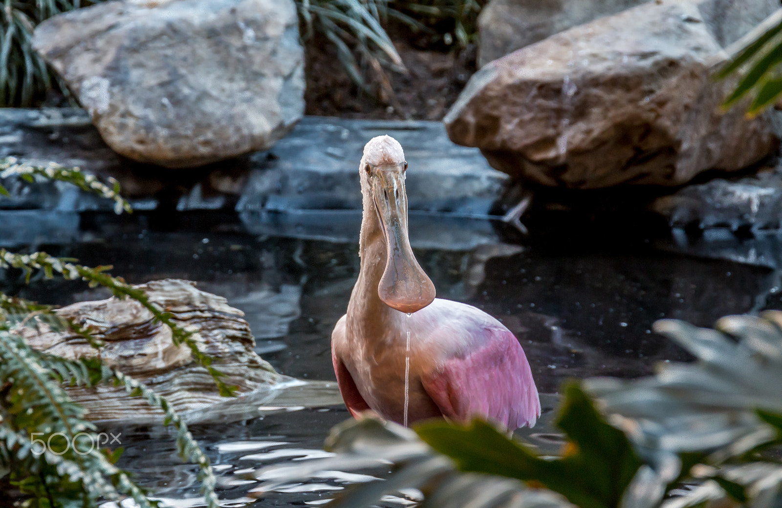Canon EF 28-300mm F3.5-5.6L IS USM sample photo. Roseate spoonbill photography
