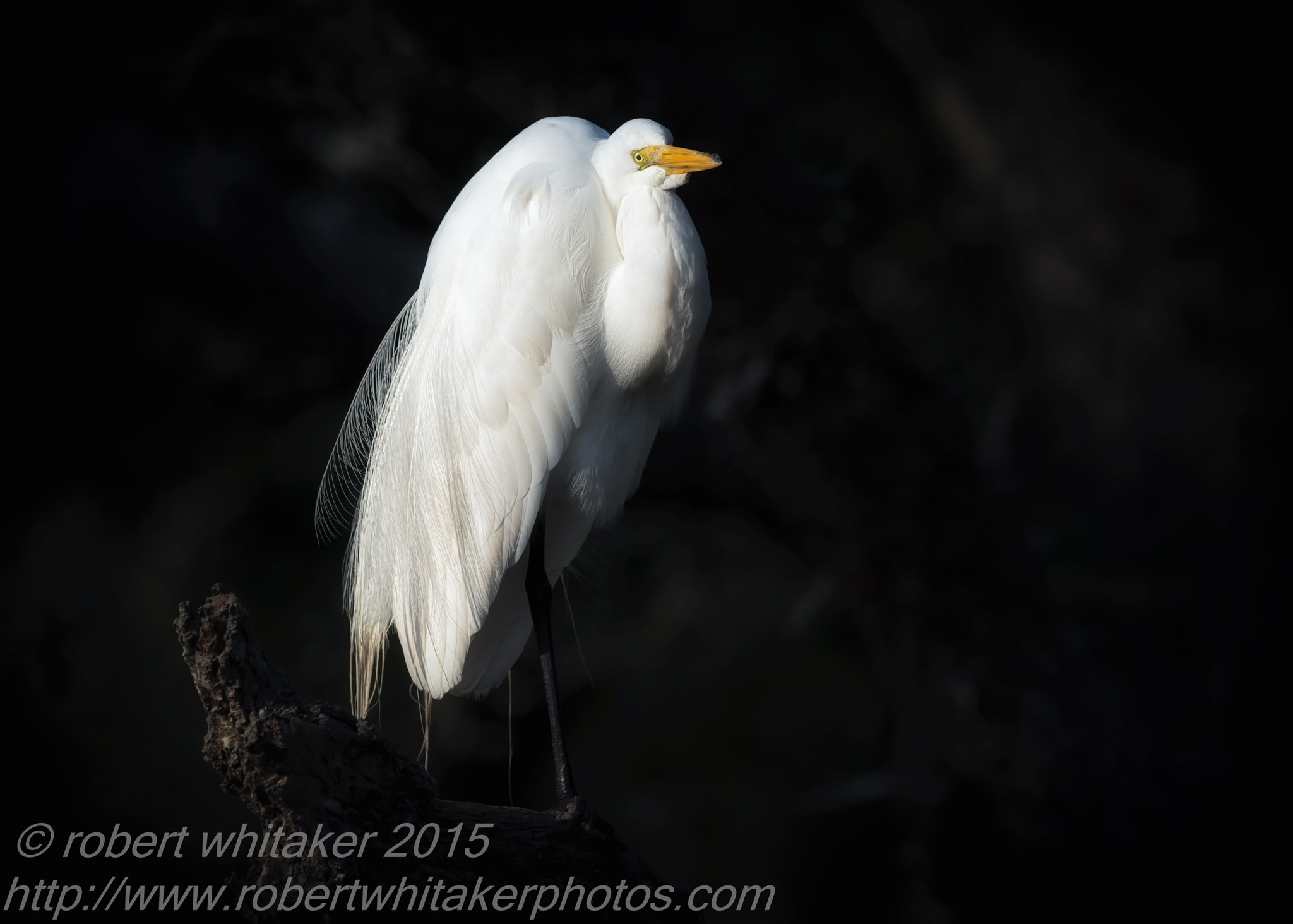 Nikon D800 + Nikon AF-S Nikkor 600mm F4G ED VR sample photo. Great egret photography