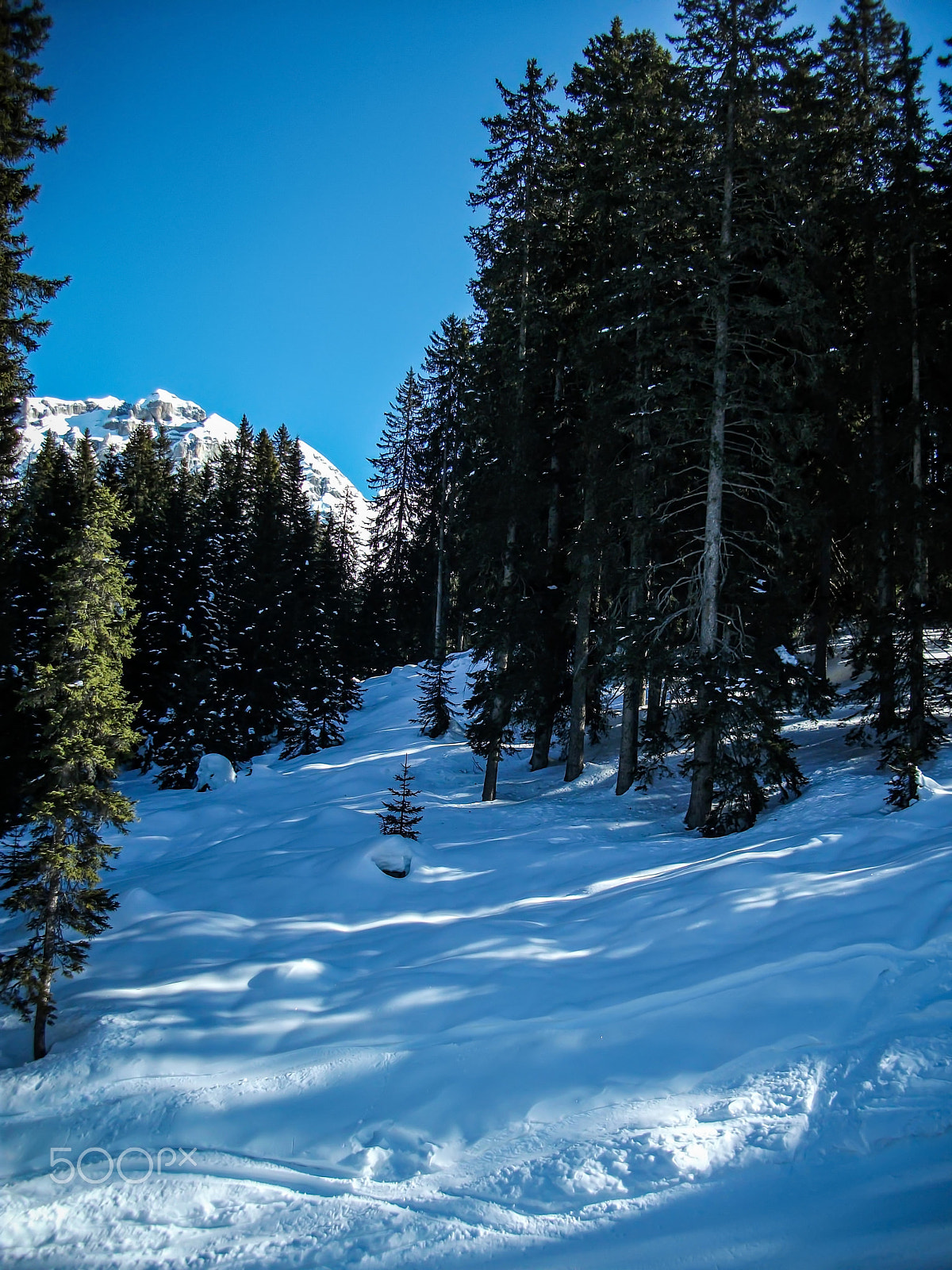 Fujifilm A235 sample photo. Snow forest photography