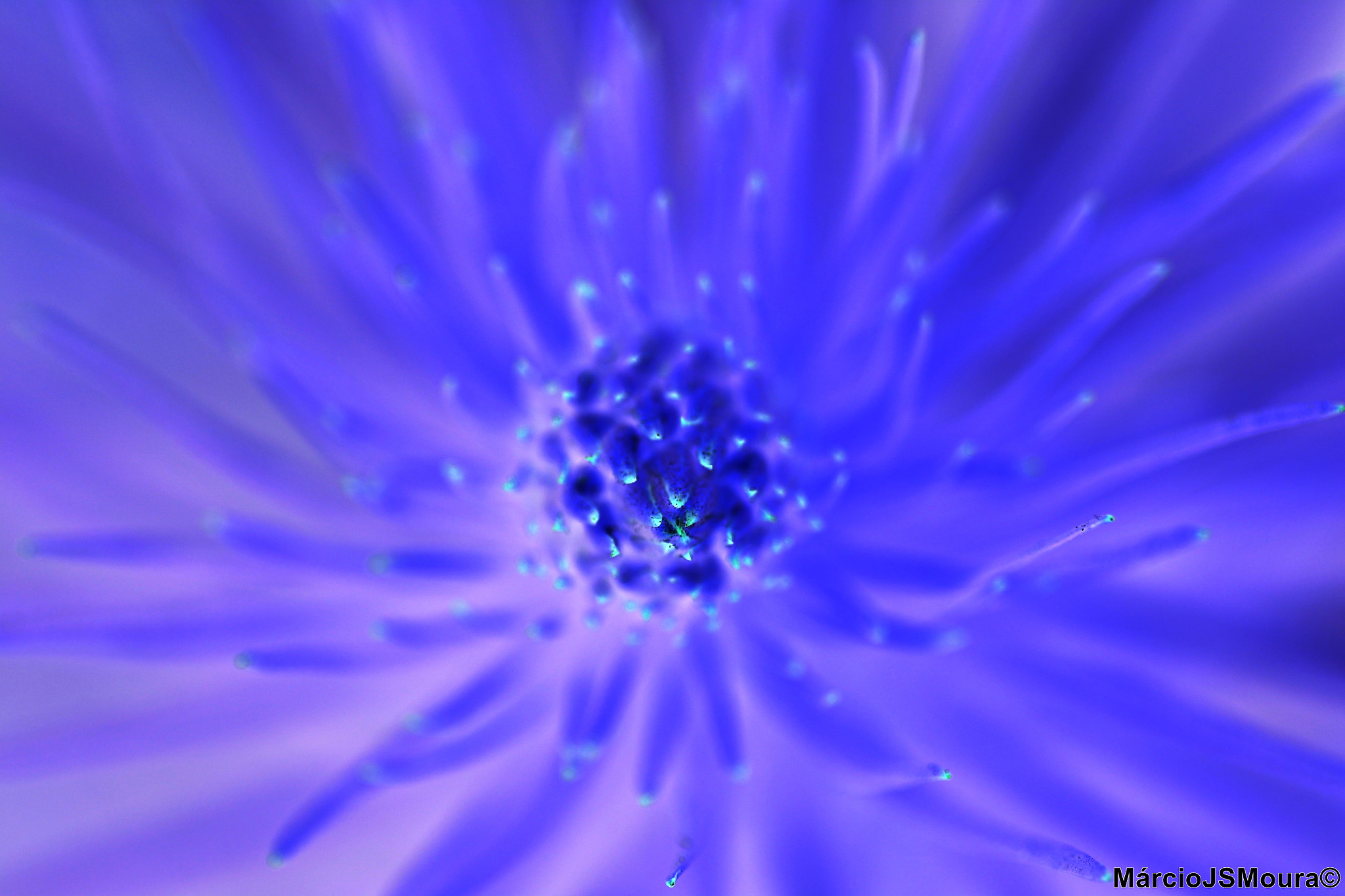 Canon EF 300mm F4L IS USM sample photo. Flower 5085 (nm) photography