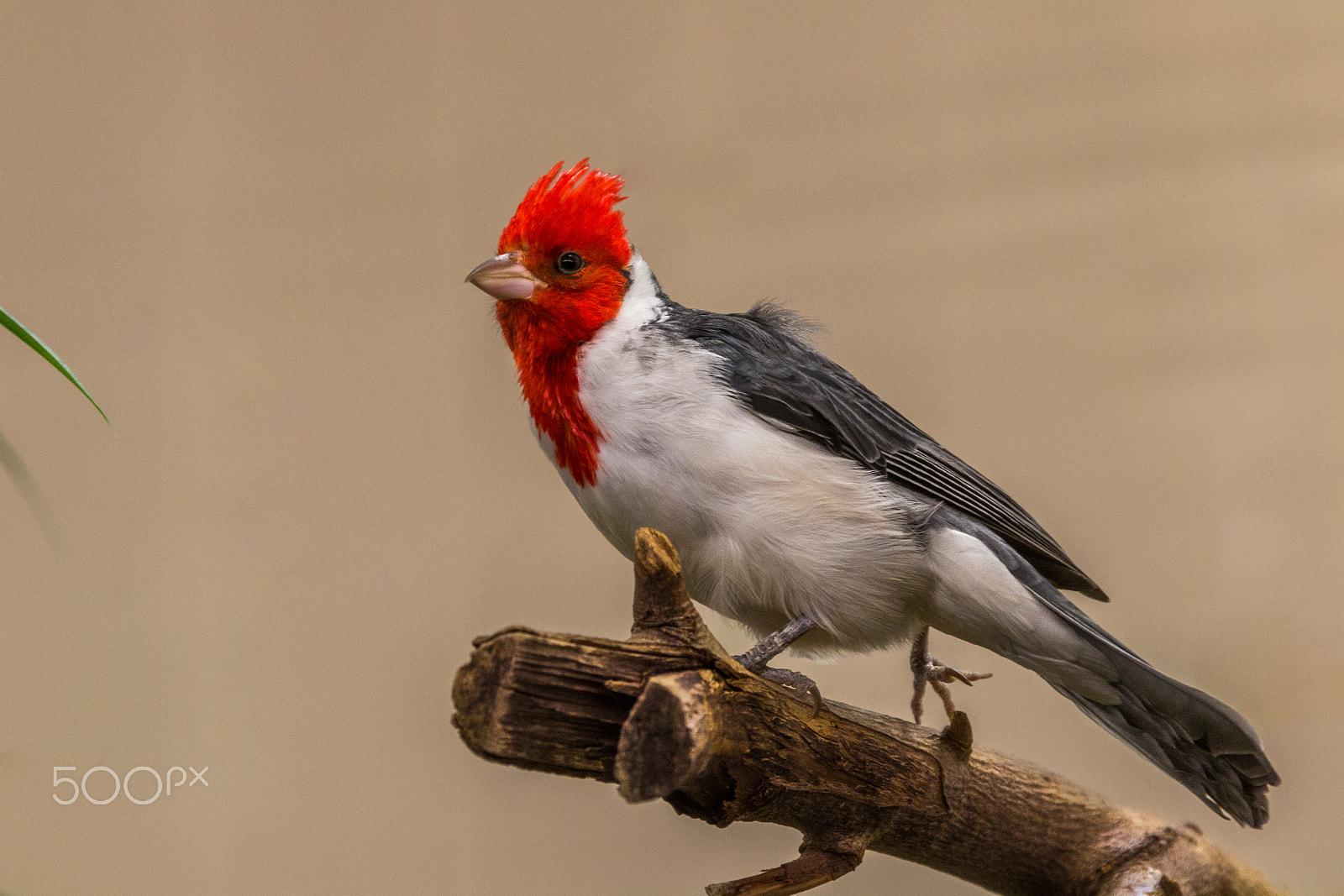 Canon EF 28-300mm F3.5-5.6L IS USM sample photo. Red crested cardinal photography