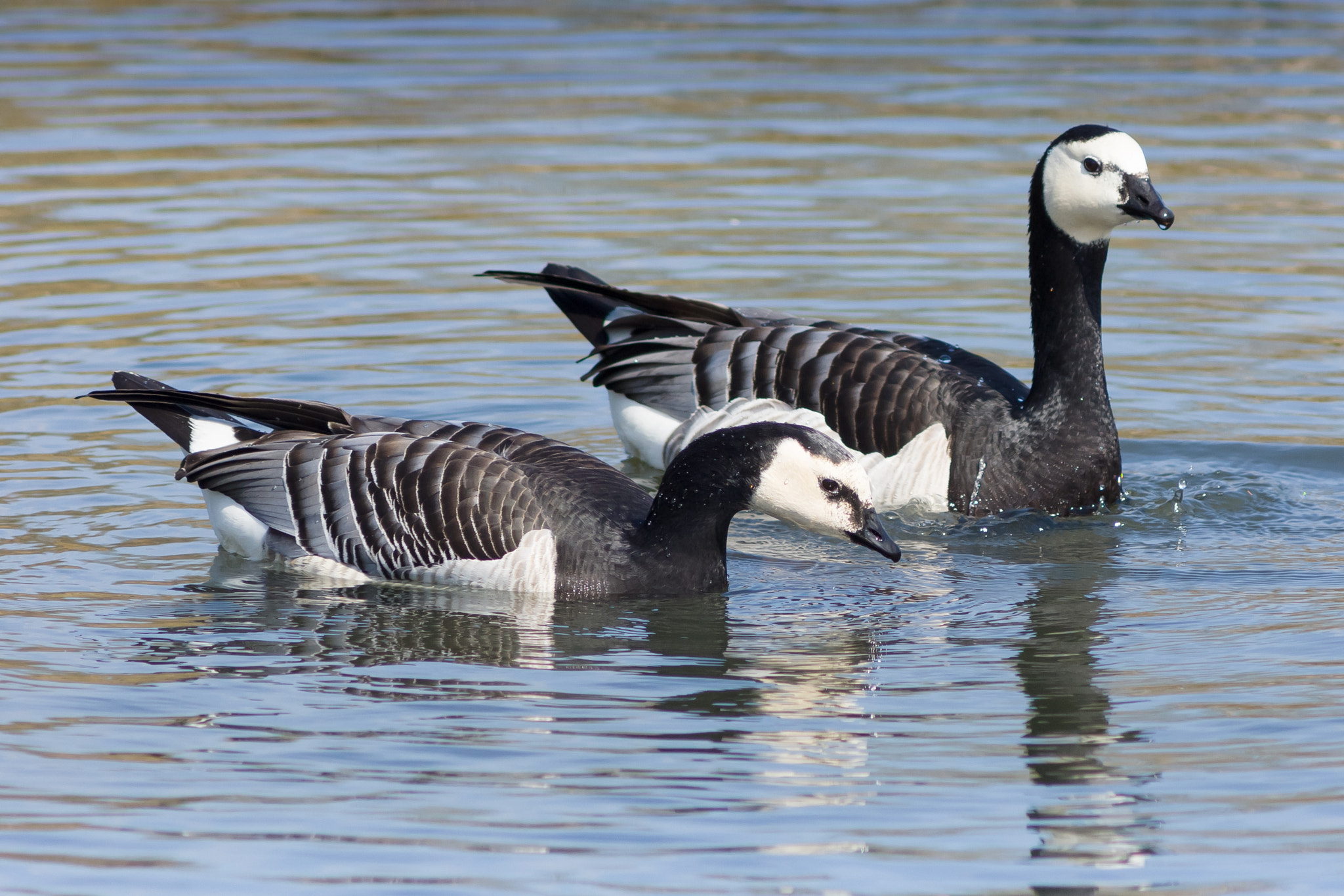Sony Alpha DSLR-A300 sample photo. Barnacle geese photography