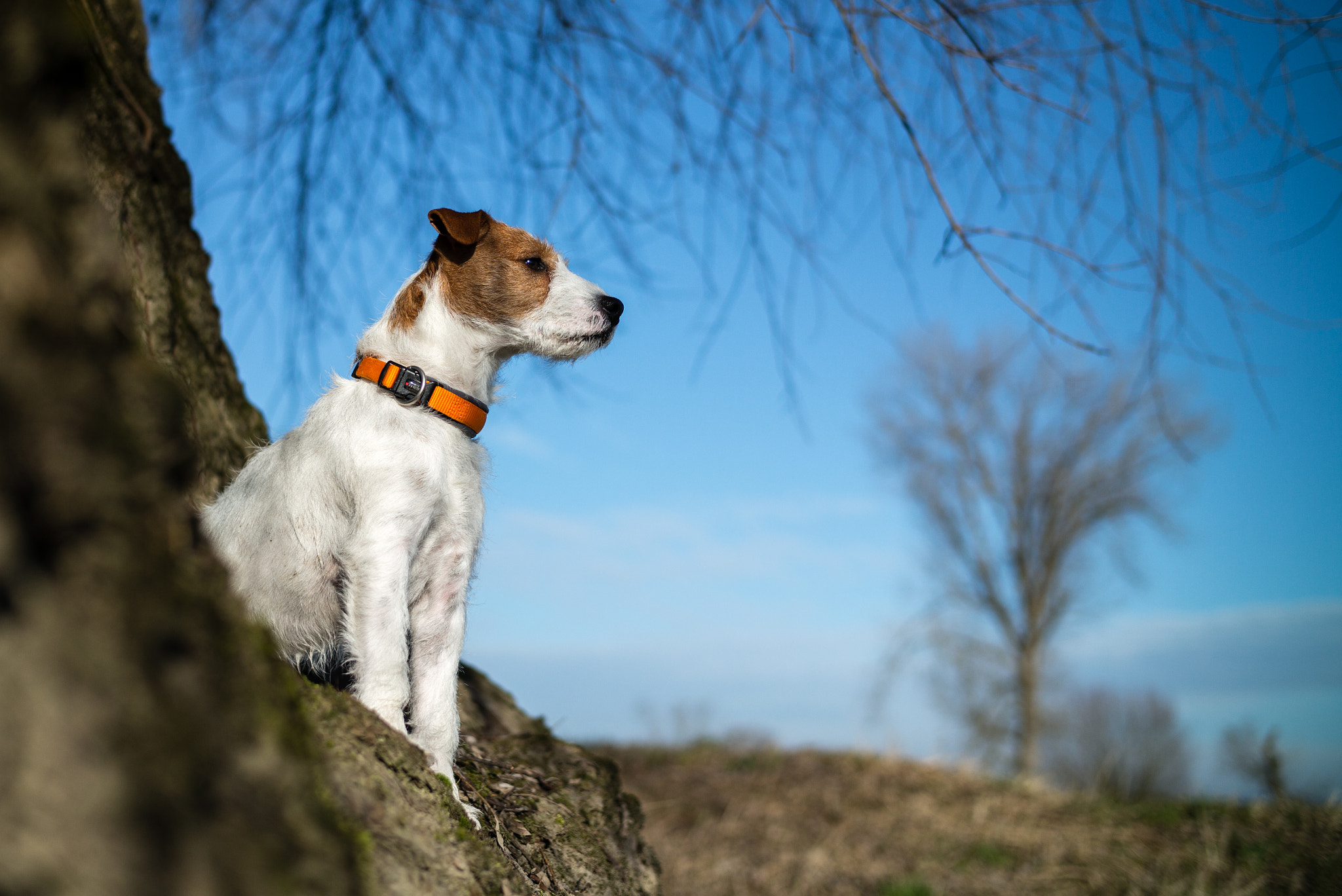 Elmarit-M 1:2.8/21 sample photo. Merlin #1 photography