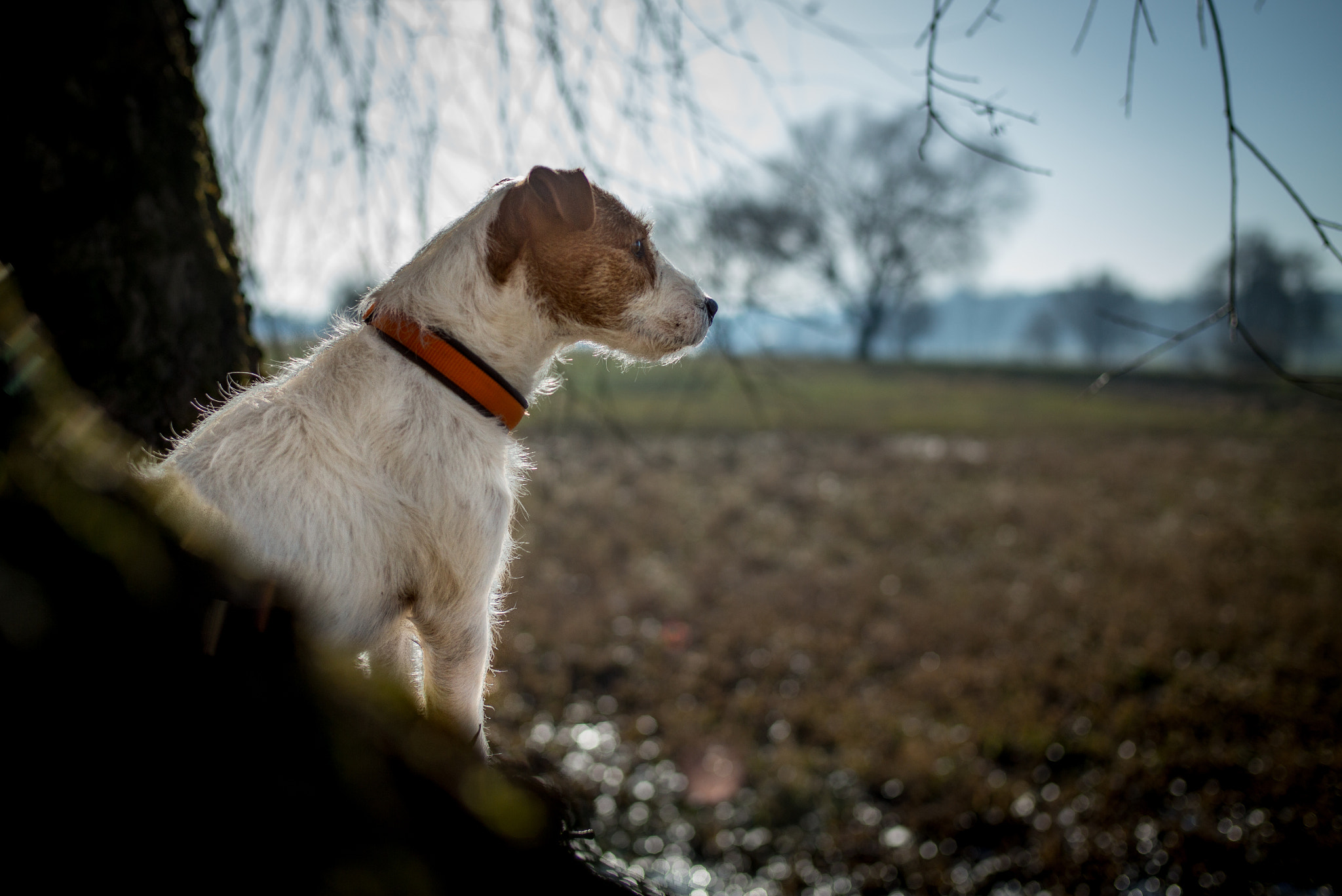Elmarit-M 1:2.8/21 sample photo. Merlin #3 photography