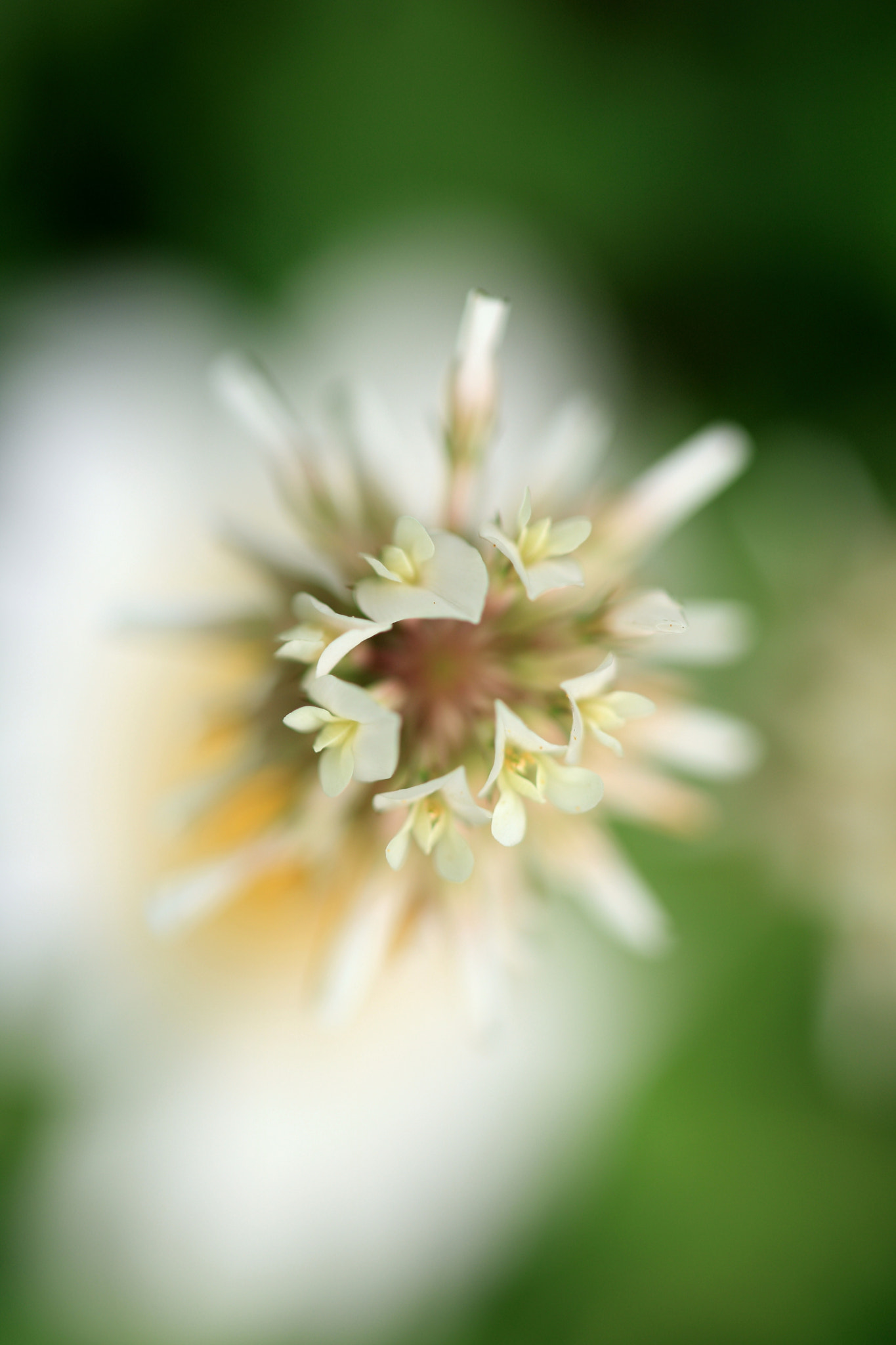 Canon EF 100mm F2.8 Macro USM sample photo. Juillet photography