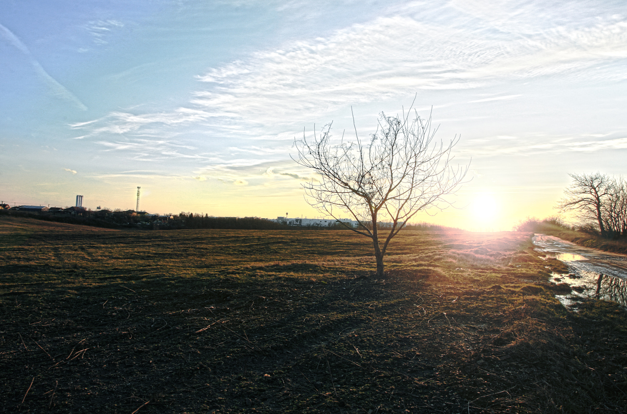Canon EOS-1D Mark II N sample photo. My fav tree (: photography