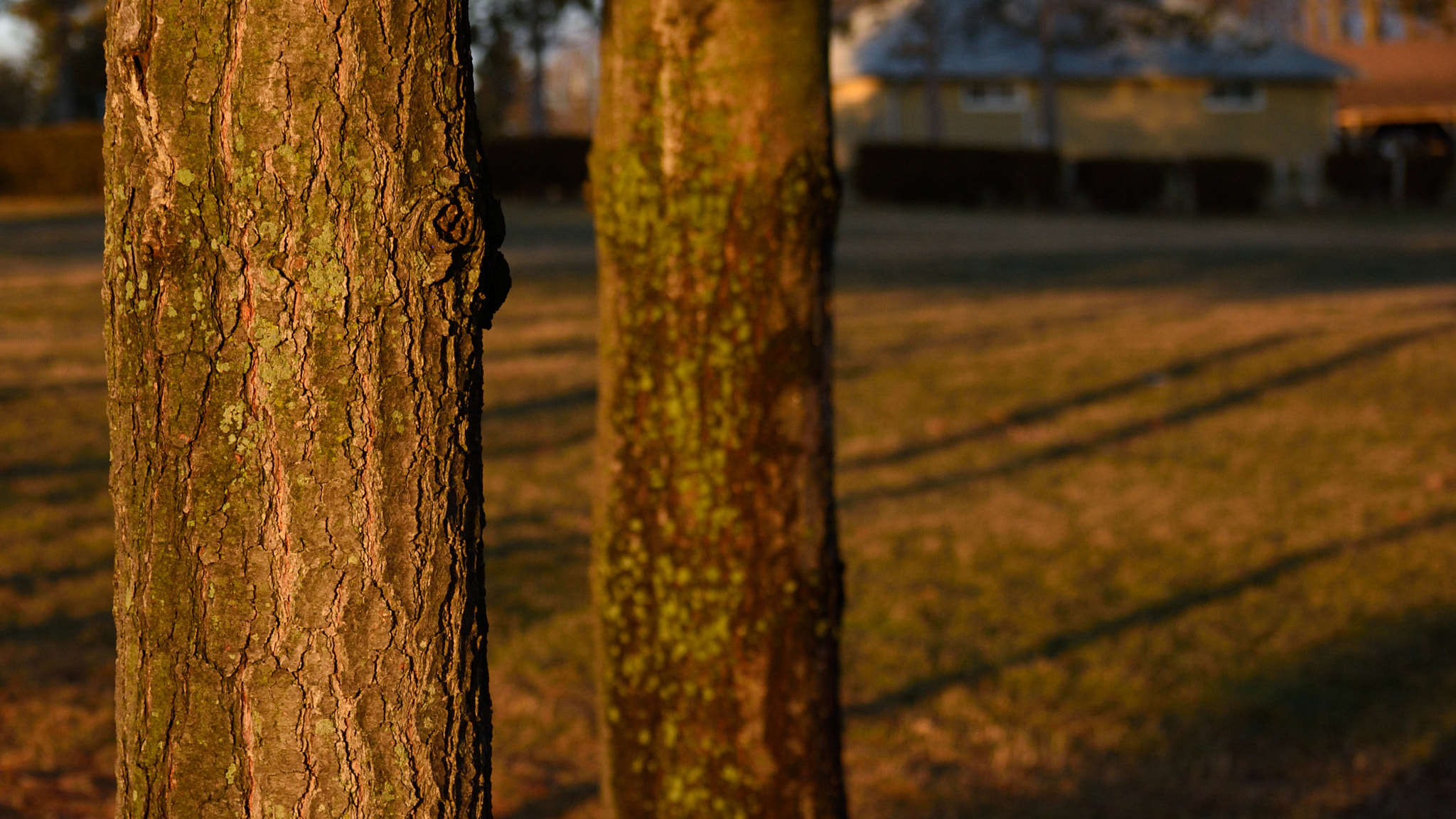Nikon D60 sample photo. Parallels photography
