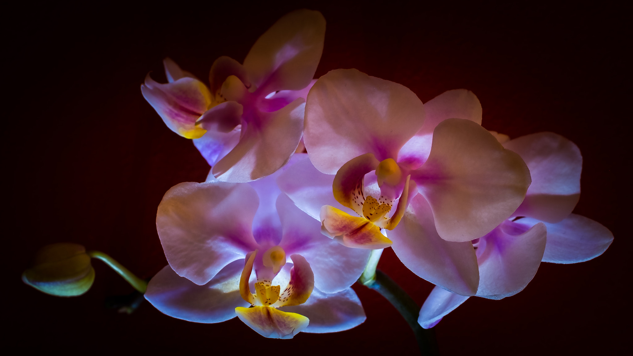 Fujifilm X-Pro1 + Fujifilm XF 90mm F2 R LM WR sample photo. Orchid iii photography