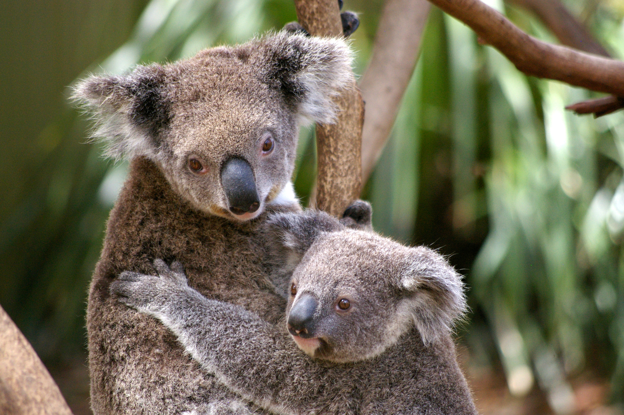 Pentax K100D + Pentax smc DA 50-200mm F4-5.6 ED sample photo. Koala photography