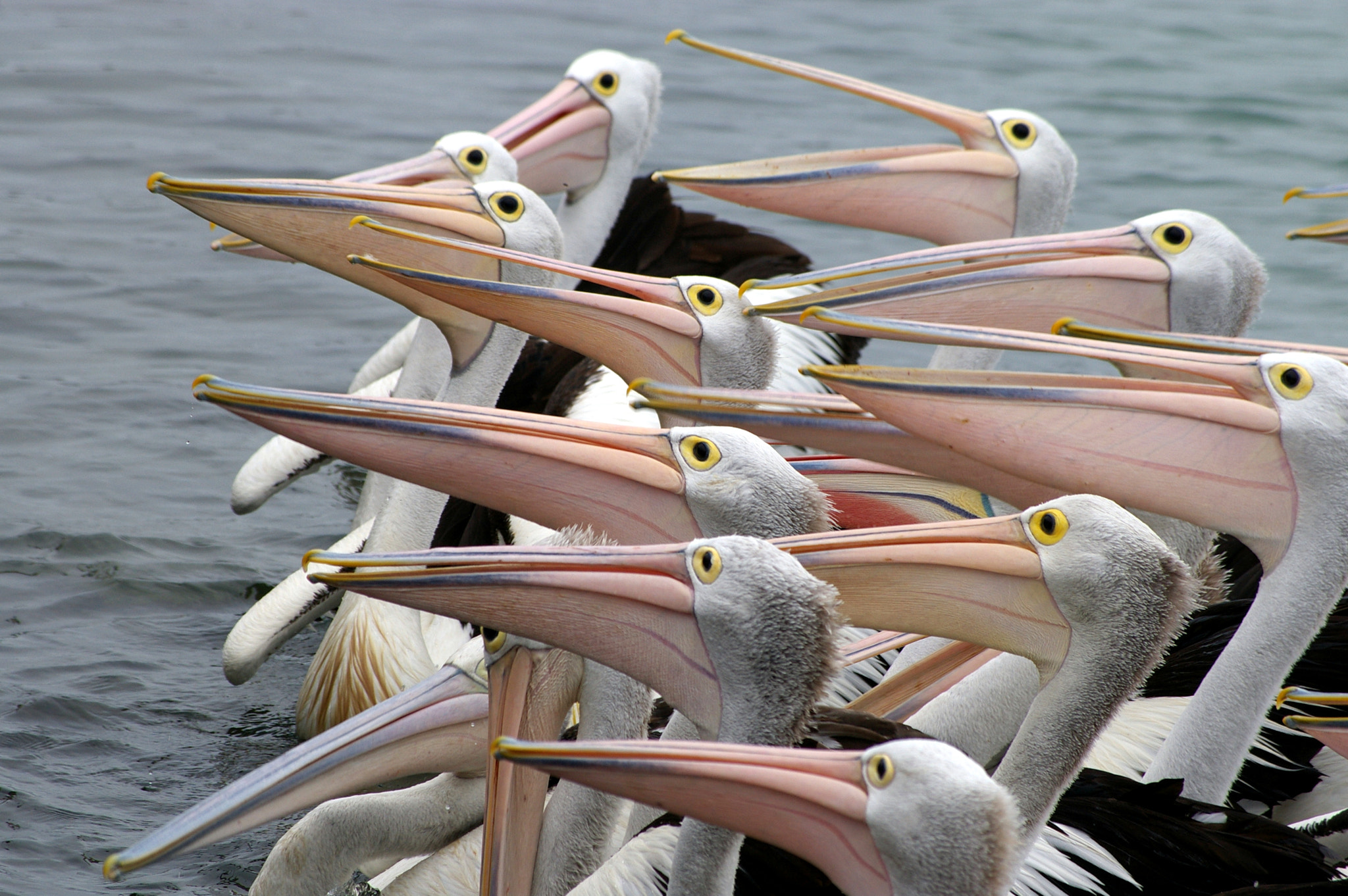 Pentax smc DA 50-200mm F4-5.6 ED sample photo. Pelican.jpg photography