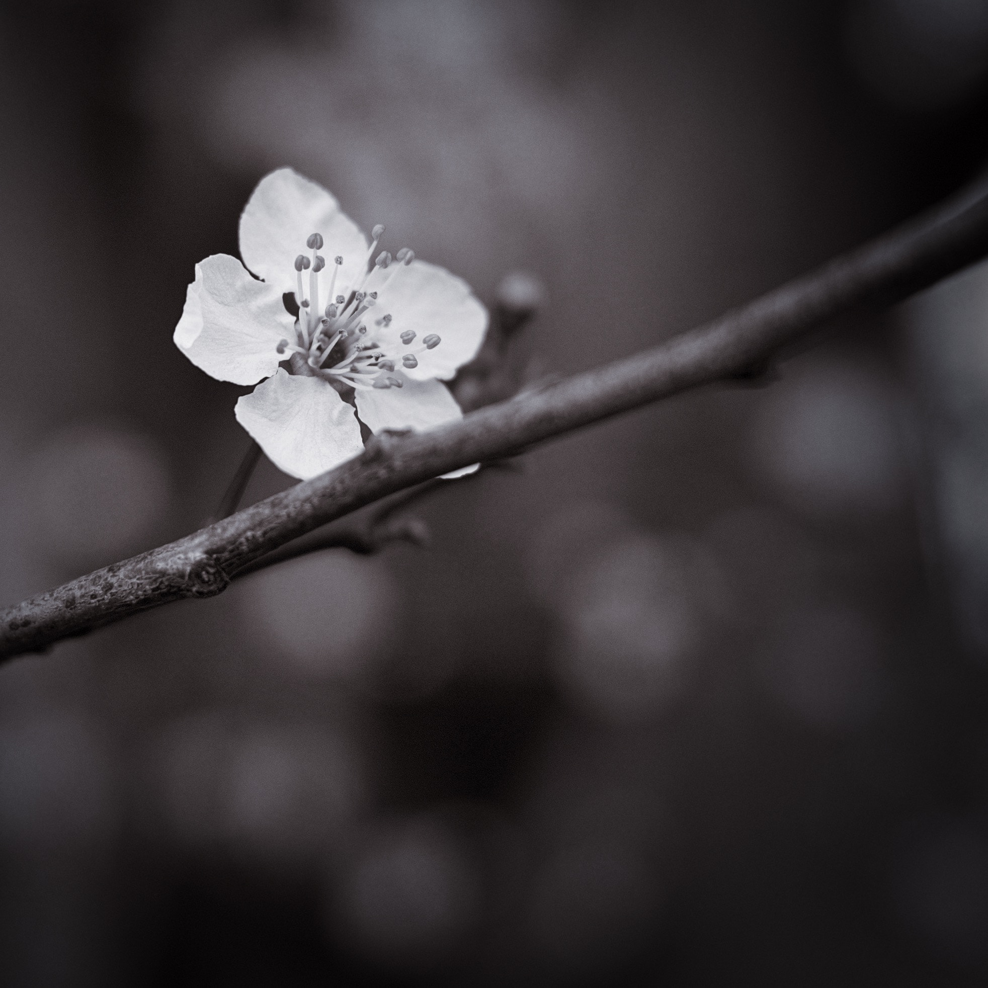 Olympus OM-D E-M10 + Panasonic Lumix G 20mm F1.7 ASPH sample photo. Feb photography