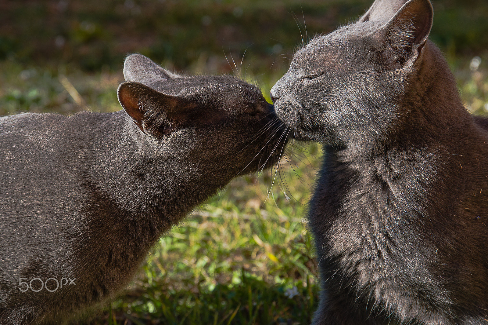 Nikon D3200 + Sigma 17-70mm F2.8-4 DC Macro OS HSM | C sample photo. Love in the cat's day photography