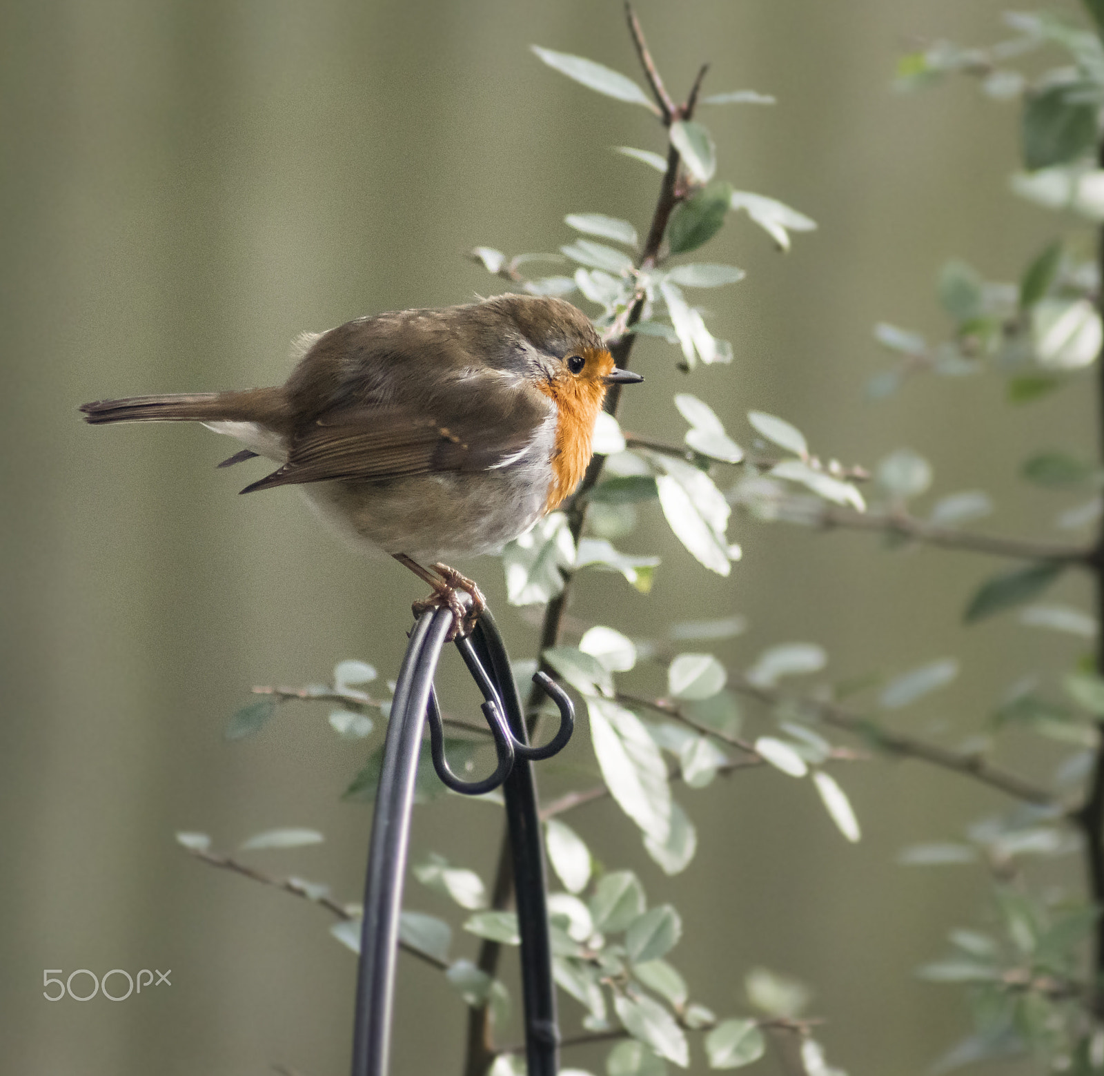 Sony 75-300mm F4.5-5.6 sample photo. Robin photography