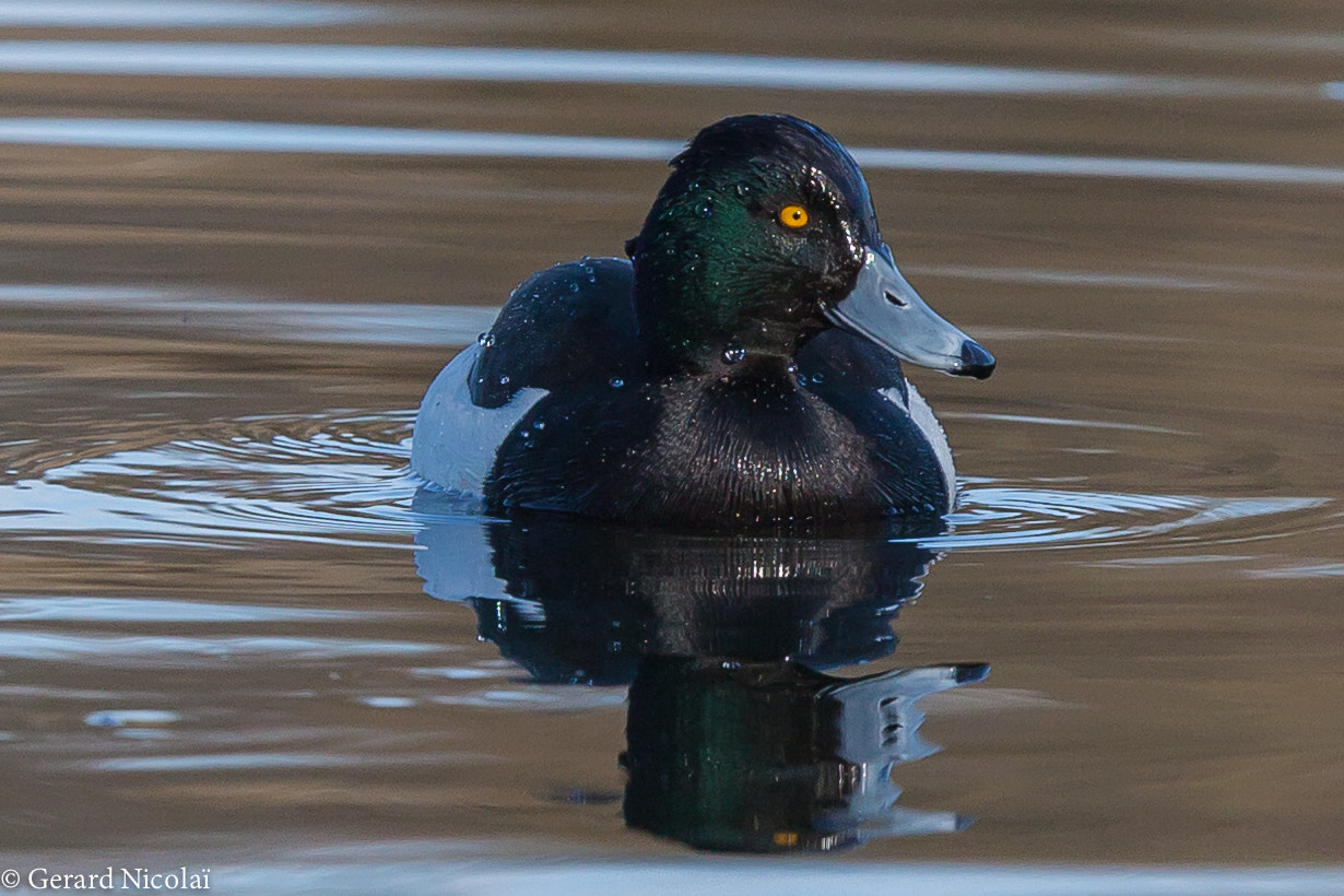Canon EF 300mm F2.8L IS USM sample photo. Tufted duck showing his colors photography
