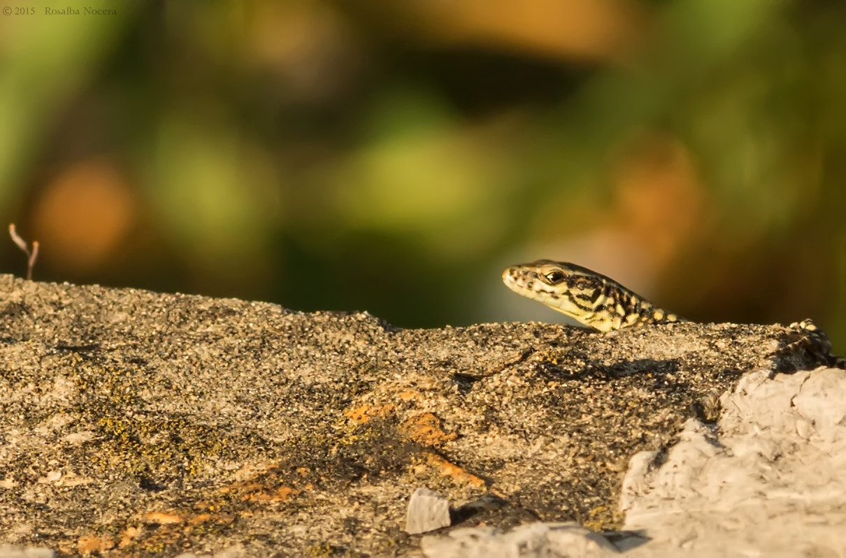 Sigma AF 105mm F2.8 EX [DG] Macro sample photo. Spy photography