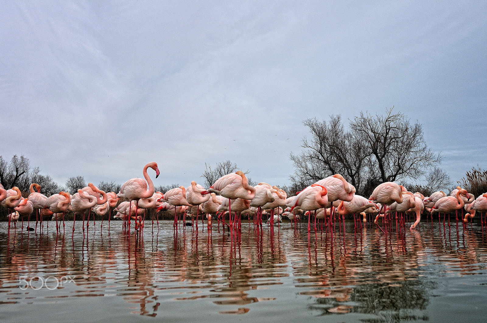 Nikon AF-S Nikkor 14-24mm F2.8G ED sample photo. Les flamants roses photography