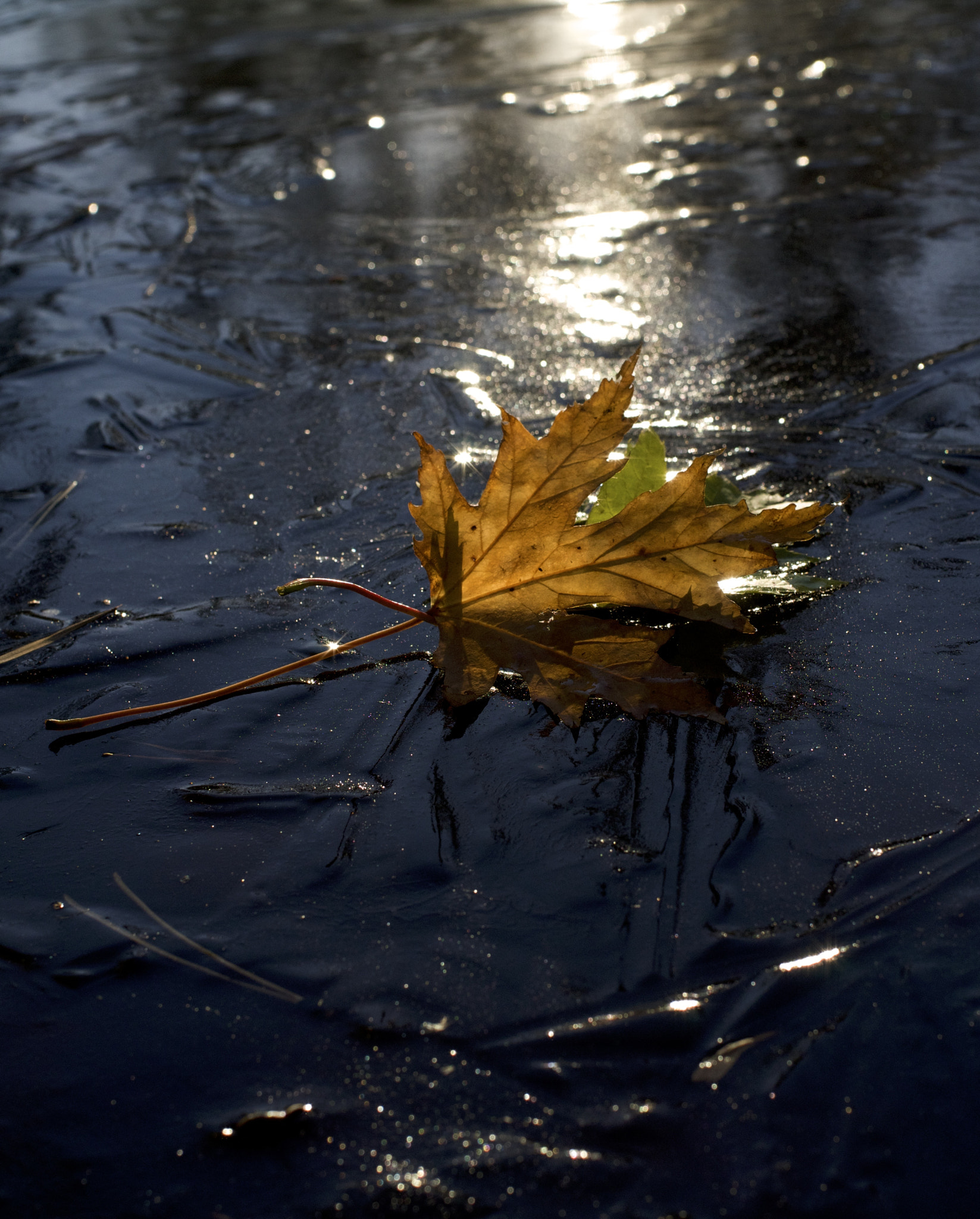 Pentax K-50 sample photo. _img0845.jpg photography