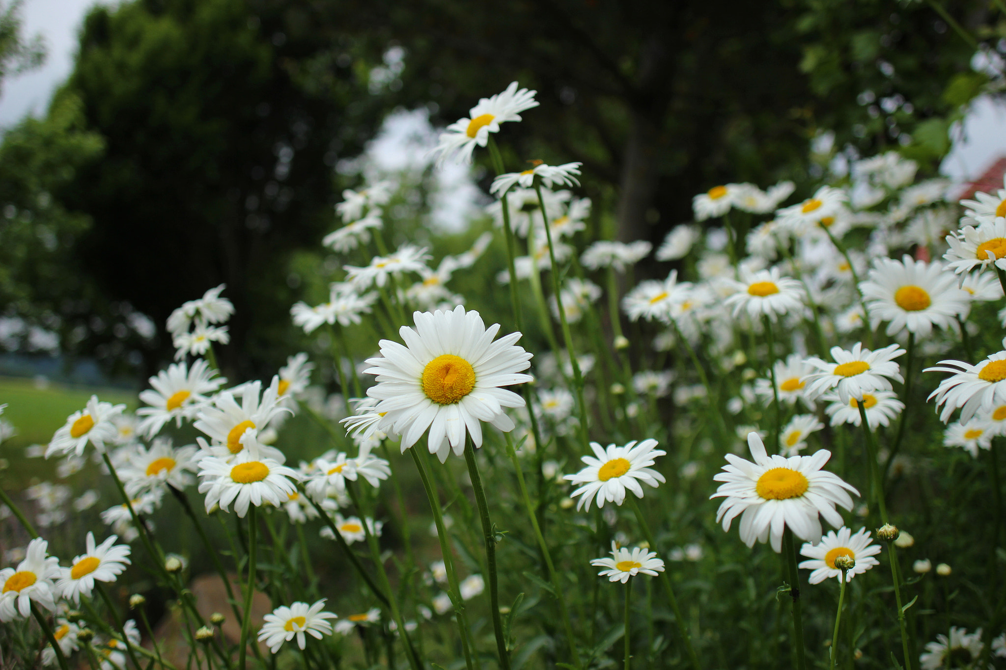 Canon EOS 600D (Rebel EOS T3i / EOS Kiss X5) + Canon EF 24mm F2.8 IS USM sample photo. Camomile blossoms photography